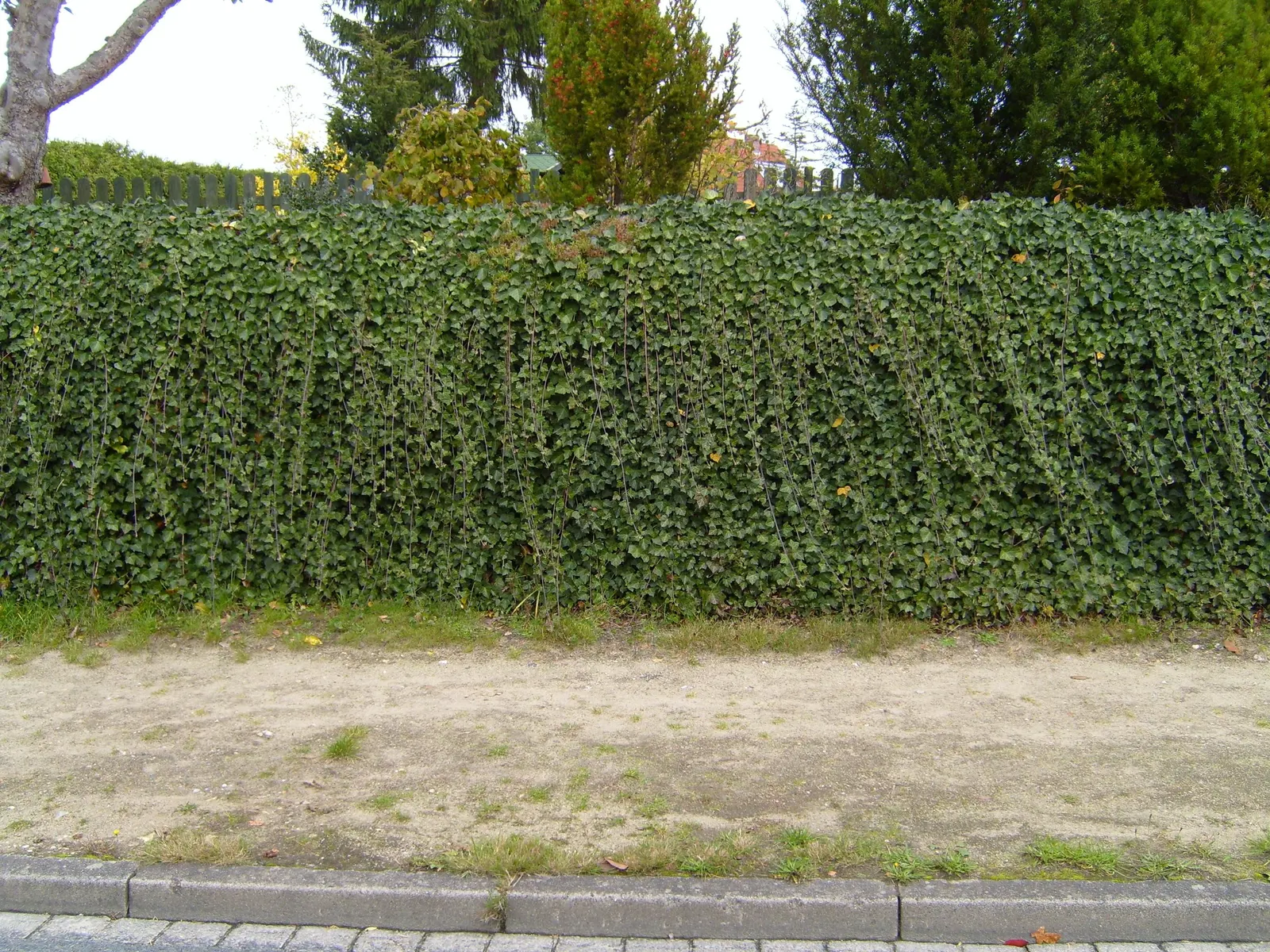 Bush Ivy (Fatshedera Lizei 'Annikeke') — This semi-evergreen reaches a modest 5 feet tall and wide