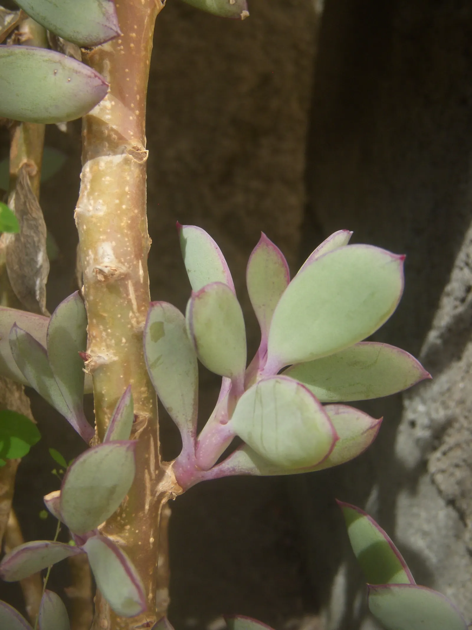 Vertical Leaf Senecio (Senecio Crassissimus) — Drought-tolerant and low-maintenance, it's ideal for xeriscaping and adds a bold texture to any garden