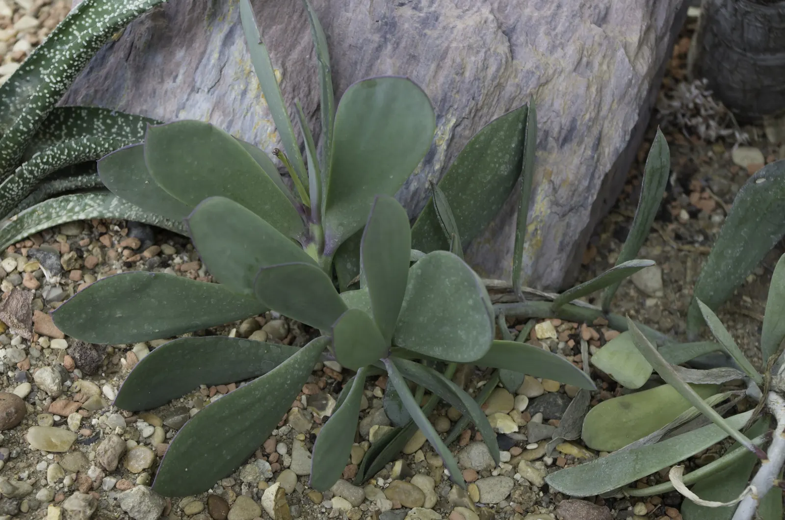 Vertical Leaf Senecio (Senecio Crassissimus) — scientifically named Senecio crassissimus