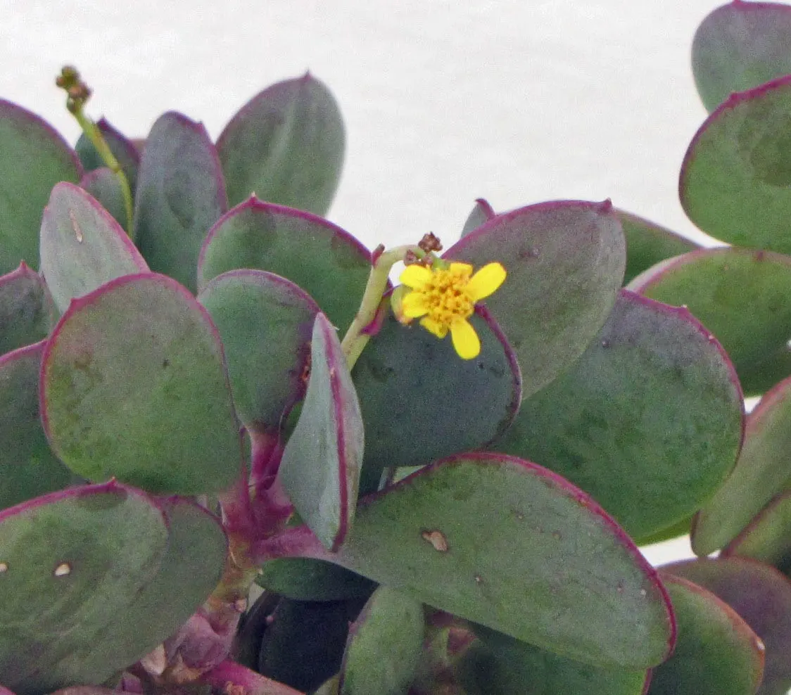 Vertical Leaf Senecio (Senecio Crassissimus) — fleshy leaves and vibrant purple edges
