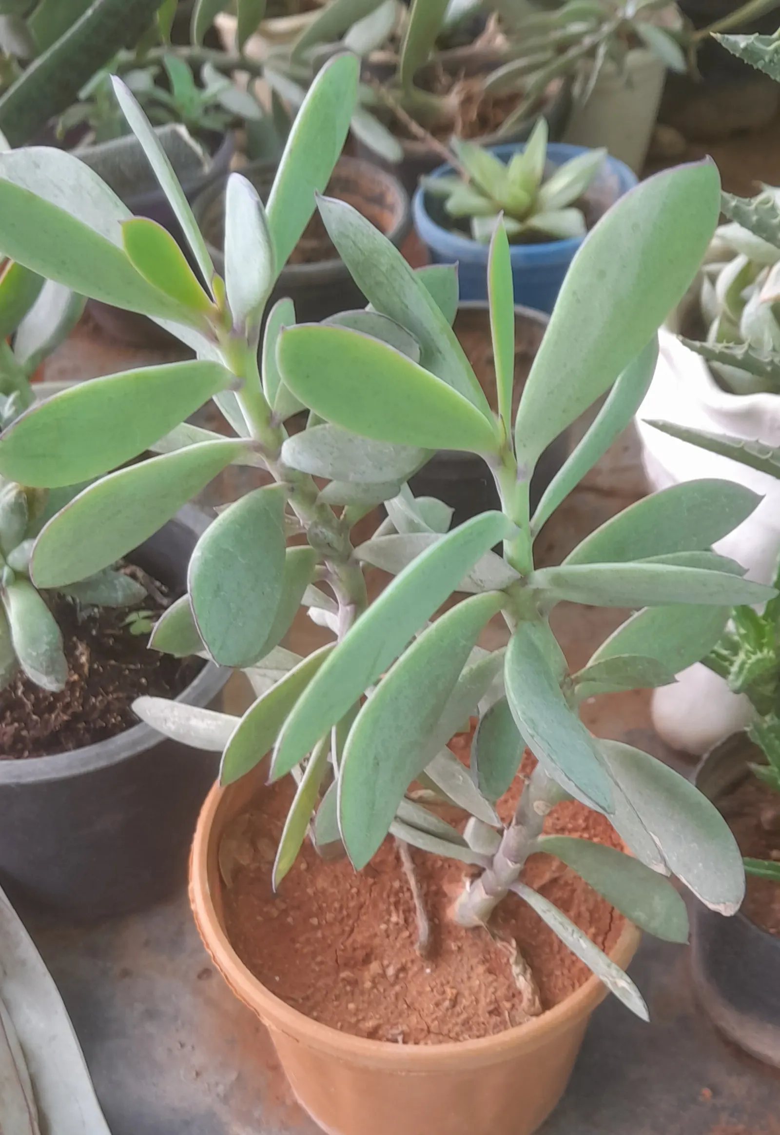 Vertical Leaf Senecio (Senecio Crassissimus) — to provide the optimal growing environment