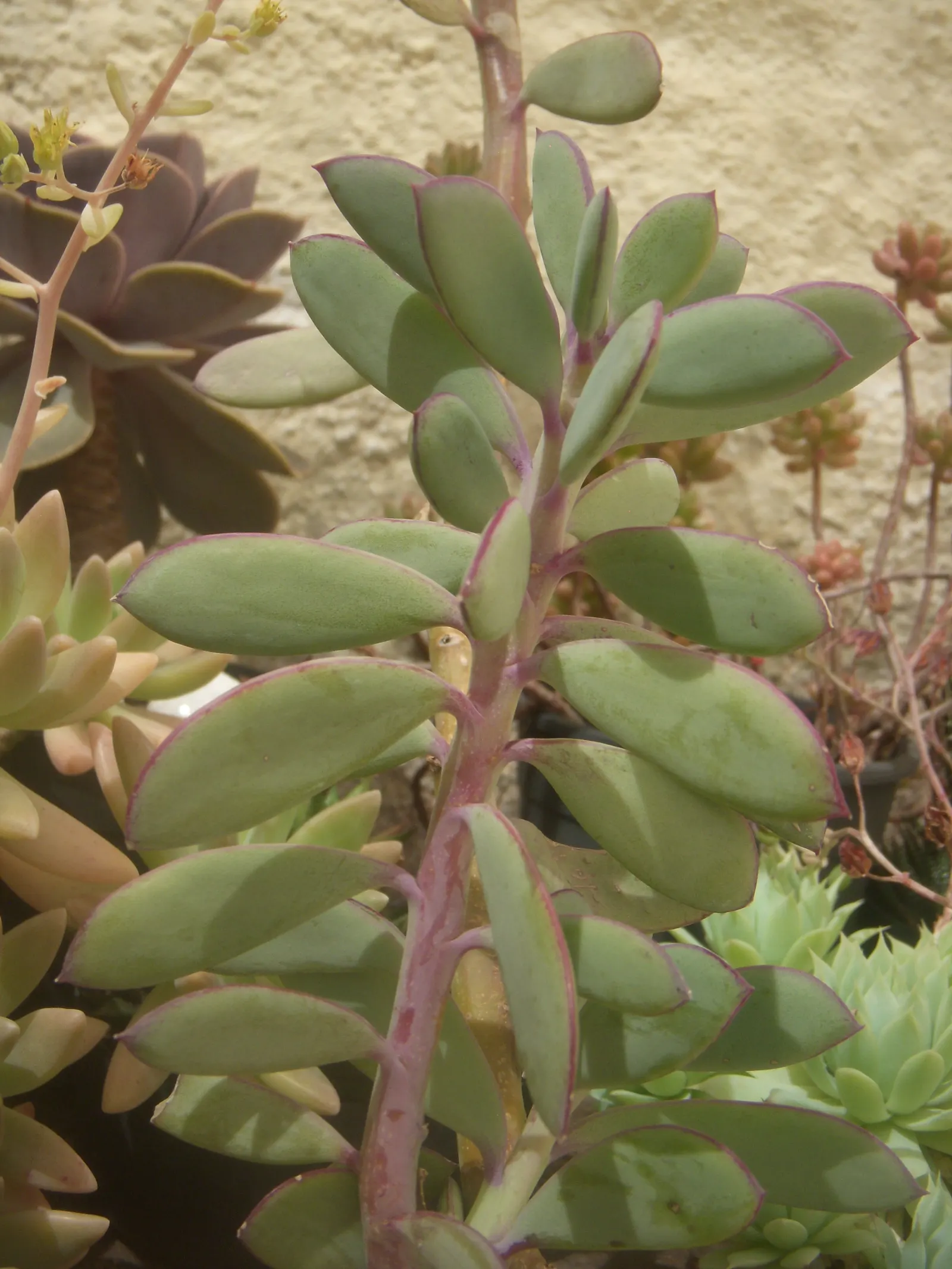 Vertical Leaf Senecio (Senecio Crassissimus) — Hardy in USDA zones 10-11