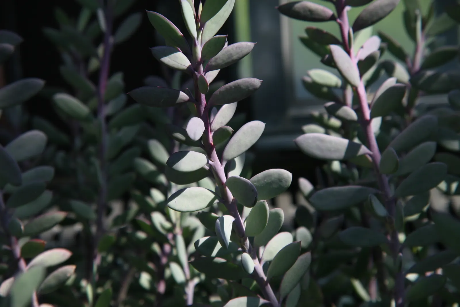 Vertical Leaf Senecio (Senecio Crassissimus) — lavender-gray leaves with purple edges