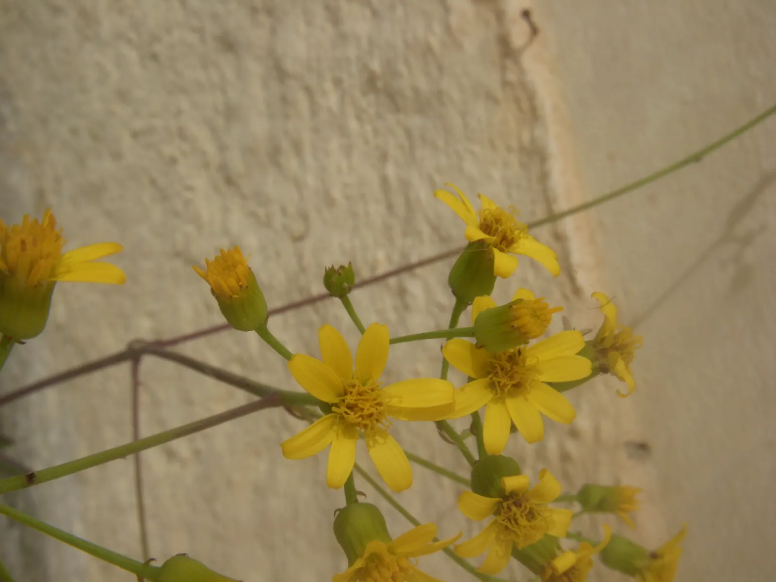 Vertical Leaf Senecio (Senecio Crassissimus) — yellow flowers in the garden