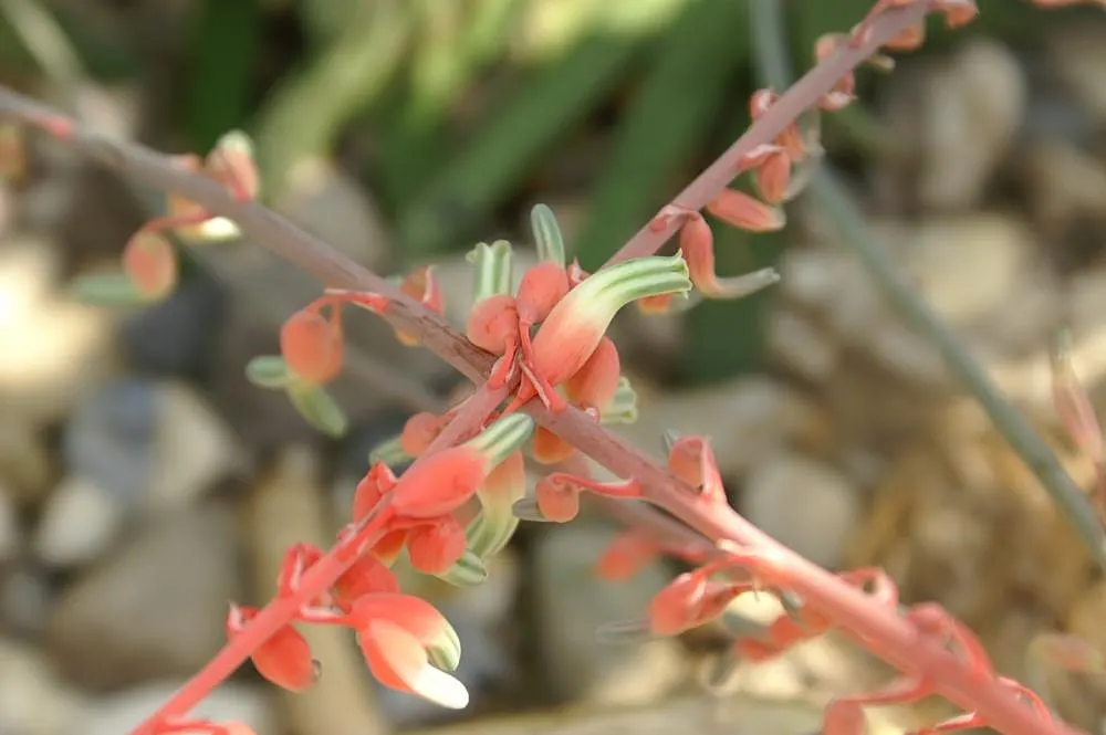 Vertical Leaf Senecio (Senecio Crassissimus) — a mixture designed for cacti and succulent plants
