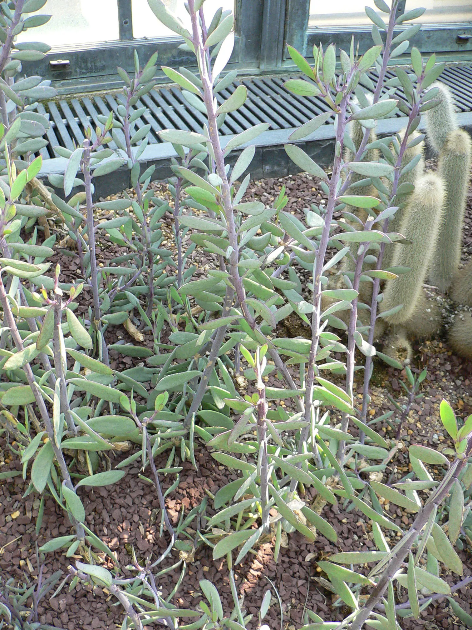 Vertical Leaf Senecio (Senecio Crassissimus) — Its watering needs are minimal