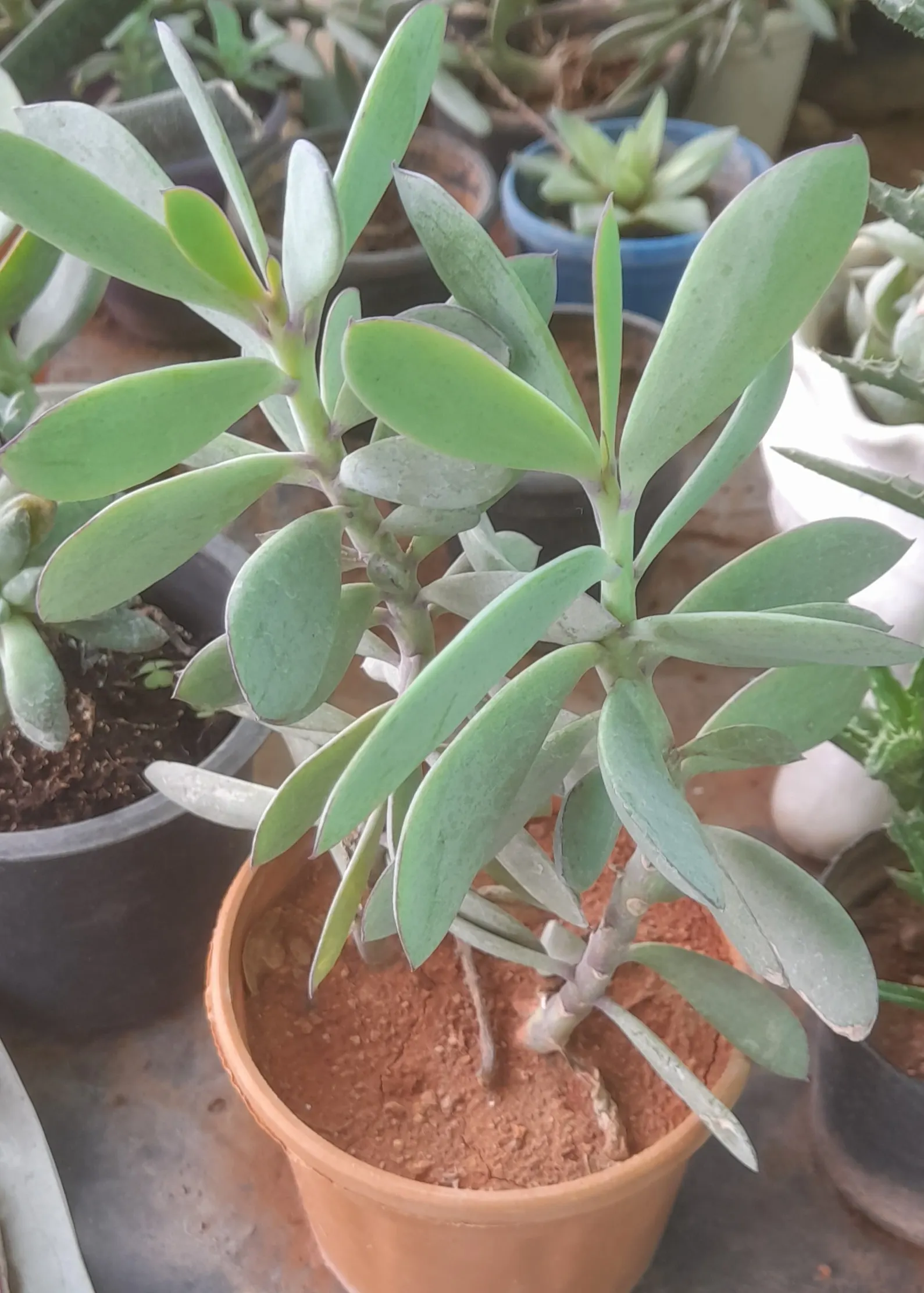 Vertical Leaf Senecio (Senecio Crassissimus) — Its soil should be well-draining