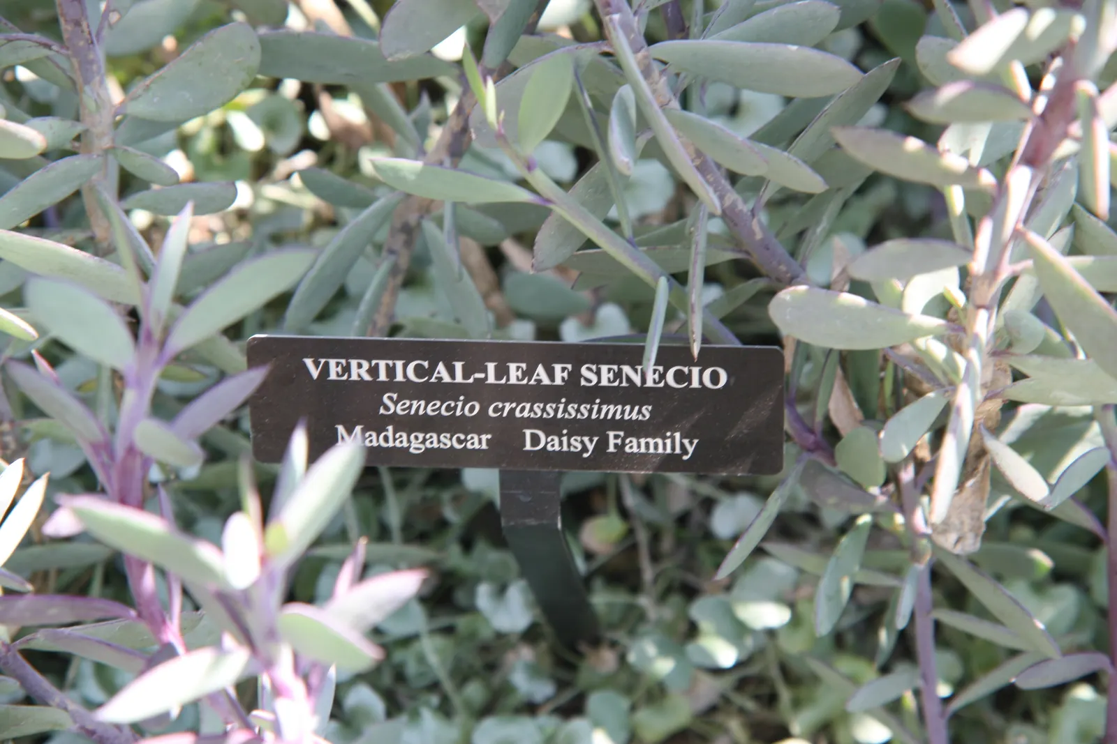 Vertical Leaf Senecio (Senecio Crassissimus) — and the plant is best served by a 'soak and dry' method