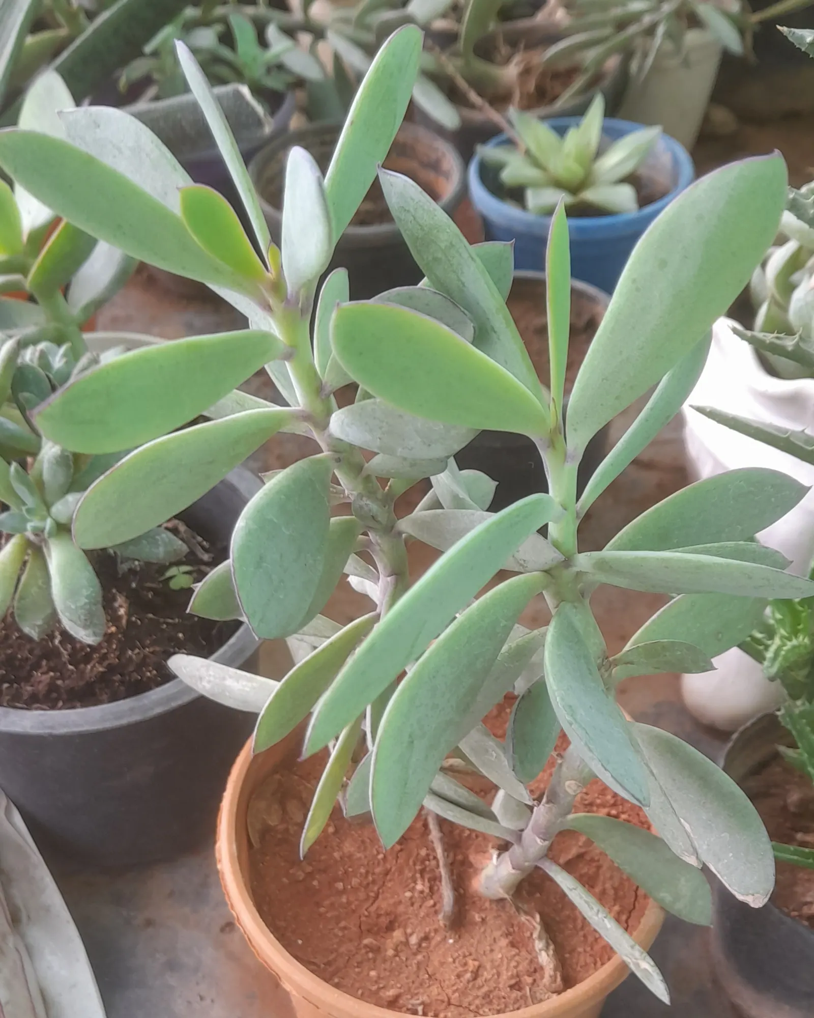 Vertical Leaf Senecio (Senecio Crassissimus) — ensuring thorough watering followed by complete soil drying to prevent root rot