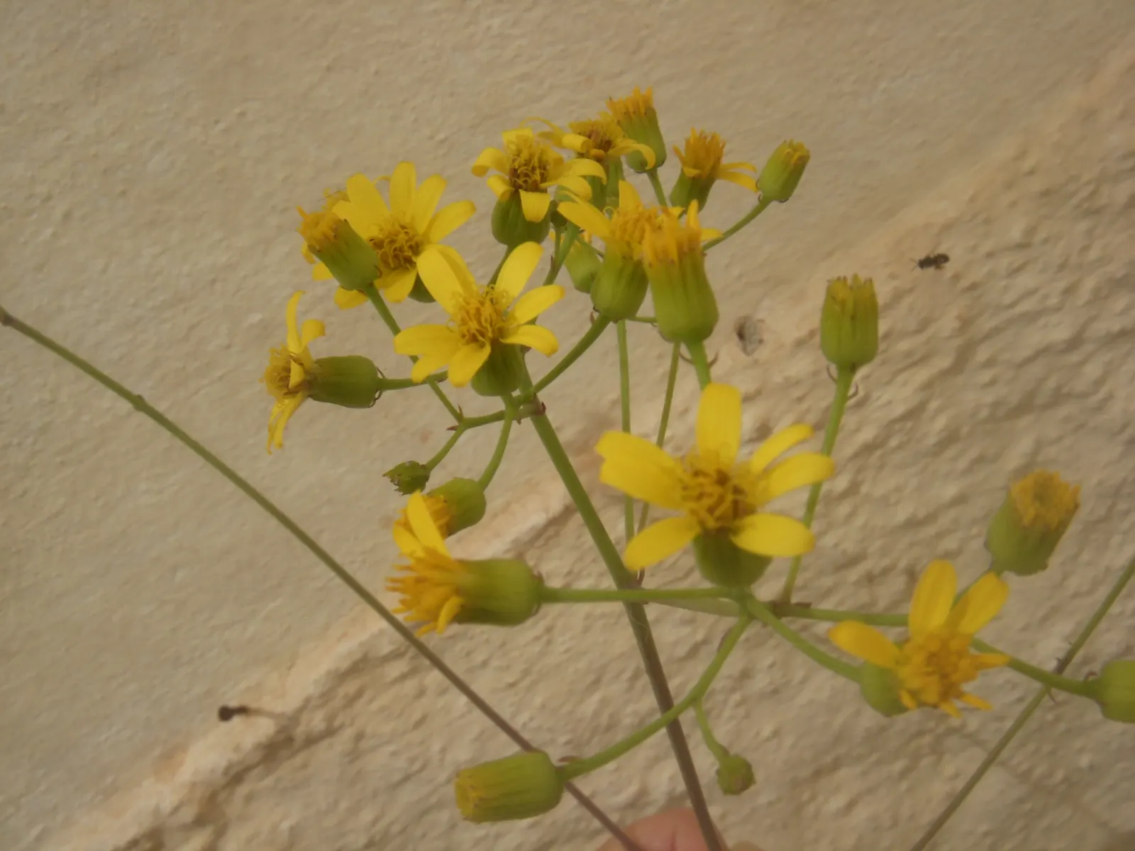 Vertical Leaf Senecio (Senecio Crassissimus) — Its robust nature ensures that both landscapers and clients will appreciate its beauty with minimal effort
