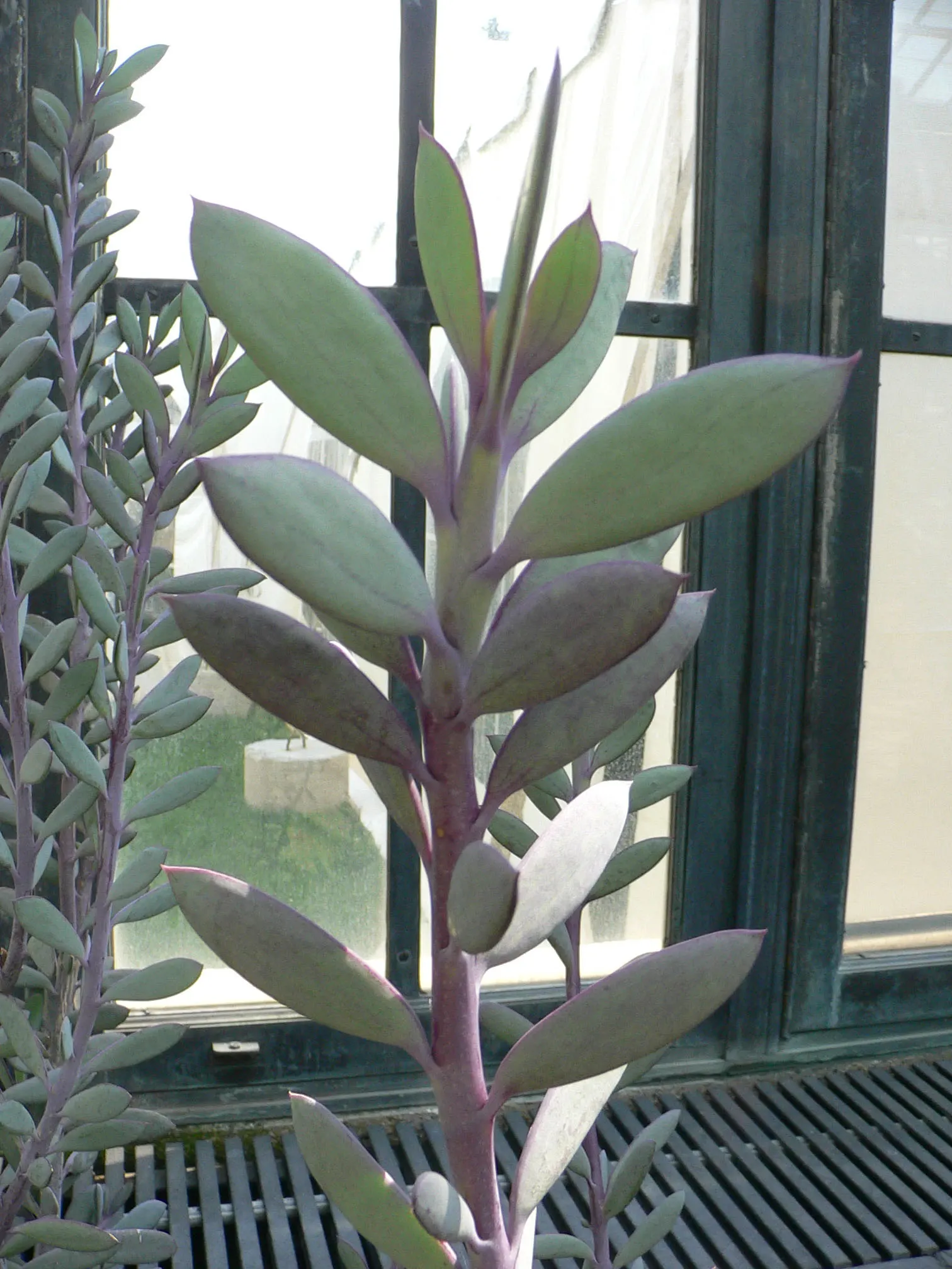 Vertical Leaf Senecio (Senecio Crassissimus) — The Vertical Leaf Senecio (Senecio crassissimus) is a striking succulent that boasts vertical