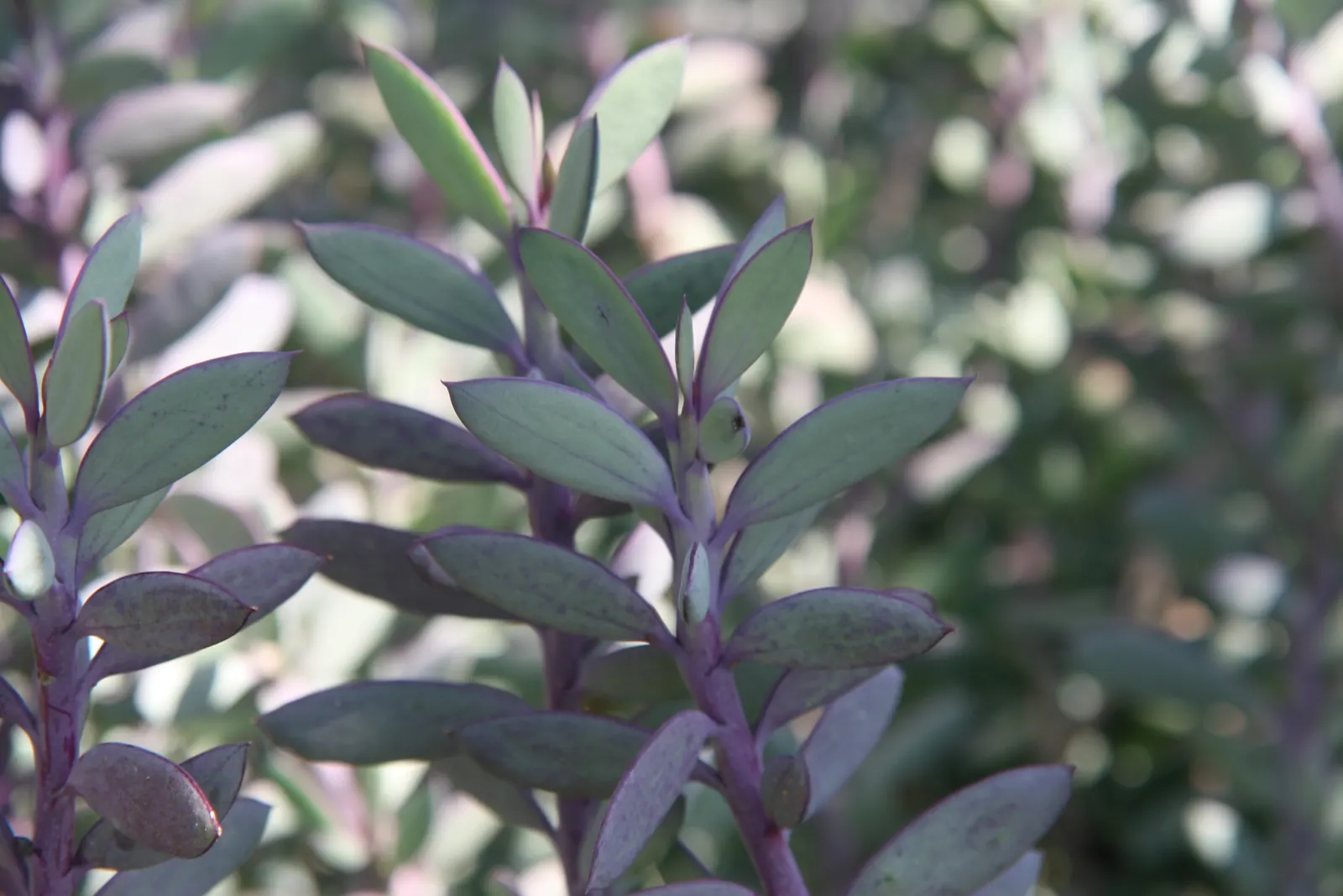 Vertical Leaf Senecio (Senecio Crassissimus) — aim for roughly 1 inch of water every two weeks during the growing season