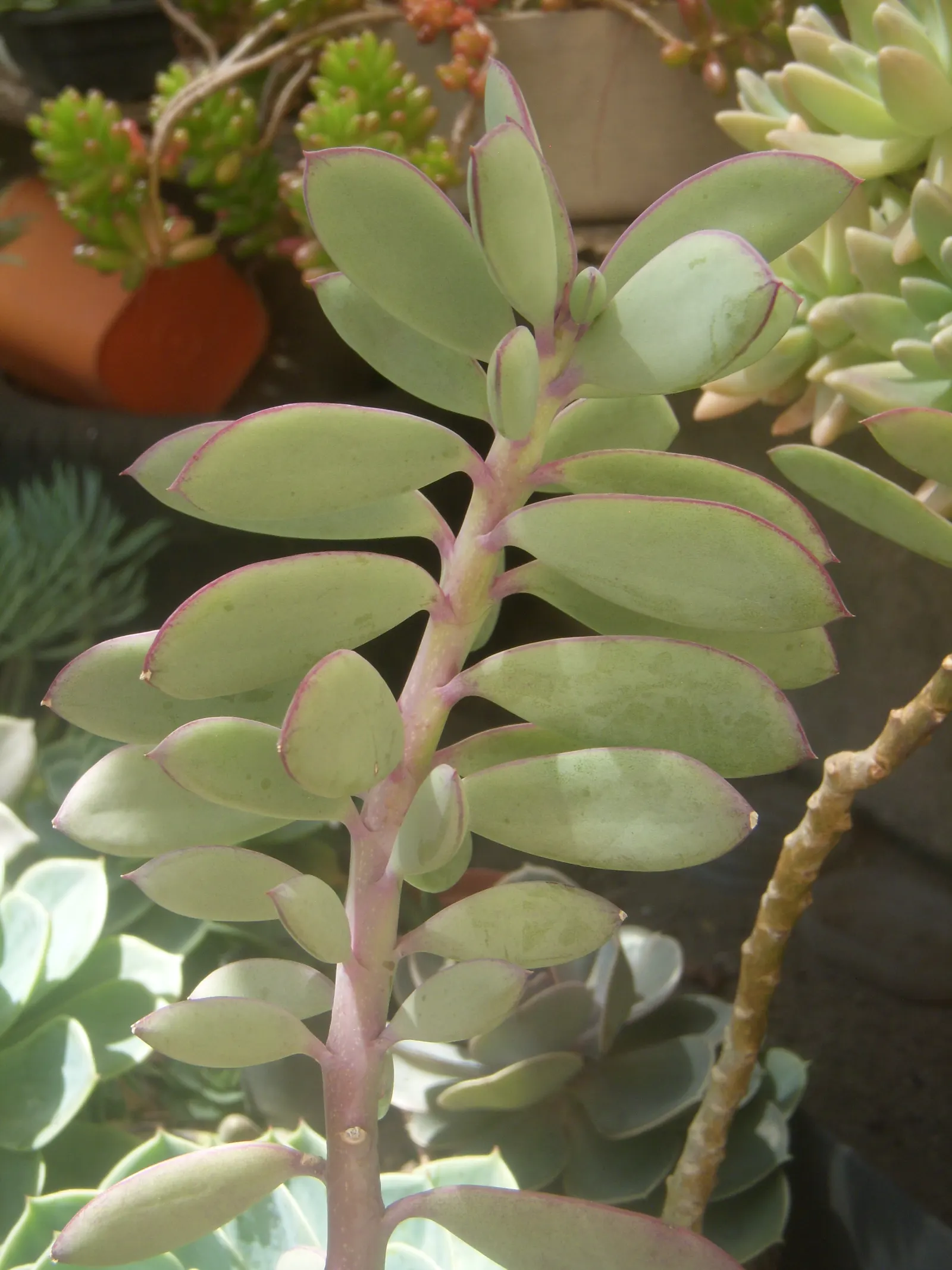 Vertical Leaf Senecio (Senecio Crassissimus) — Thriving in full sun to partial shade, it reaches up to 24 inches tall and spreads 18 inches wide