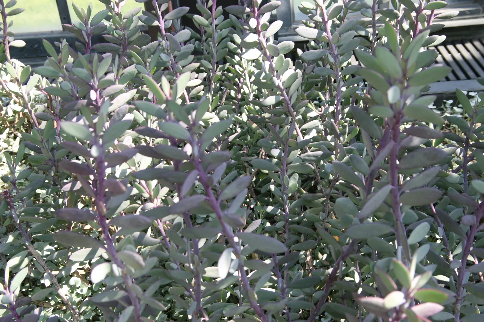 Vertical Leaf Senecio (Senecio Crassissimus) — Originating from Madagascar