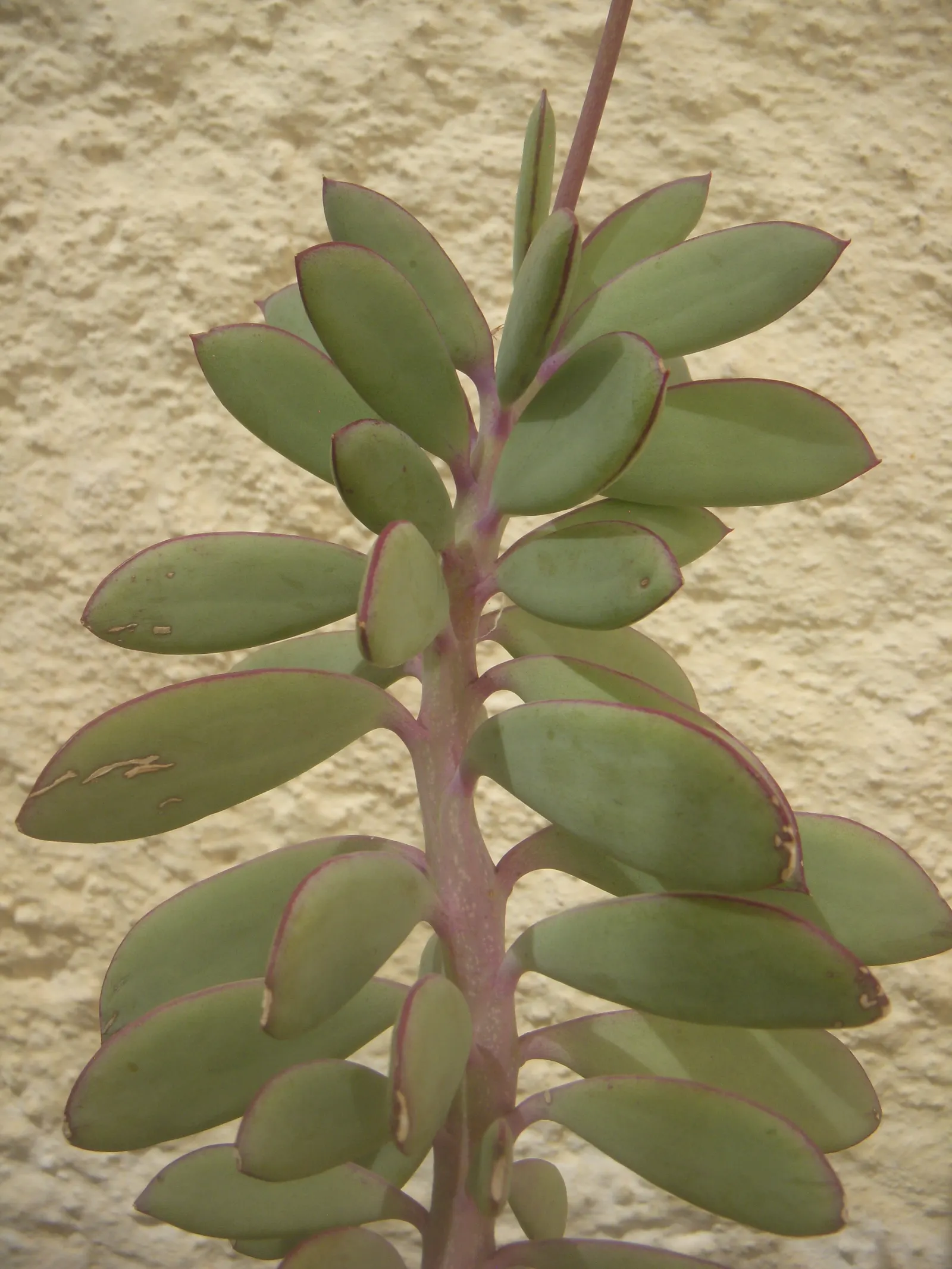 Vertical Leaf Senecio (Senecio Crassissimus) — In summer, expect yellow, daisy-like flowers that attract pollinators