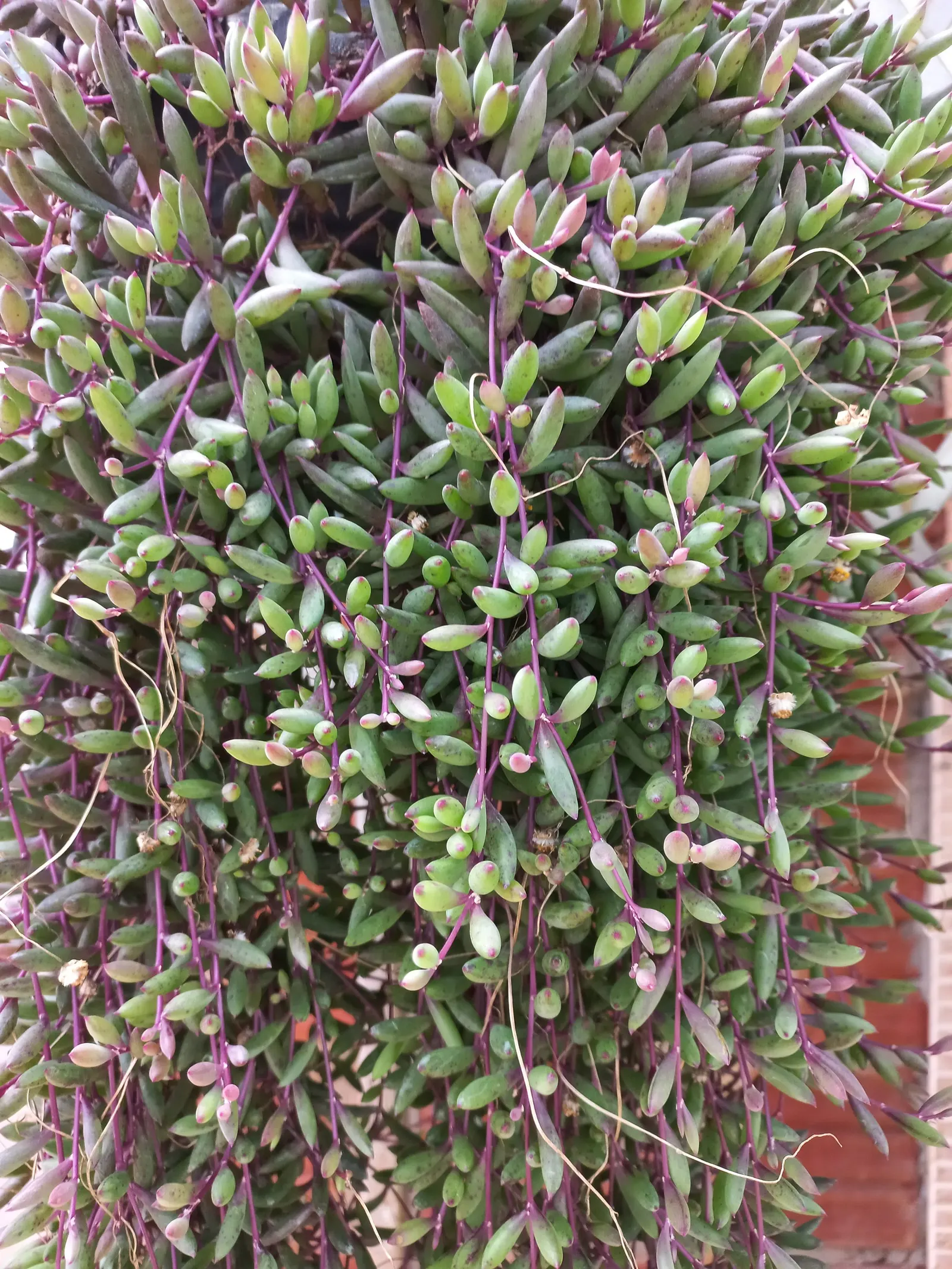 Vertical Leaf Senecio (Senecio Crassissimus) — preferring temperatures that do not dip below 30&deg;F