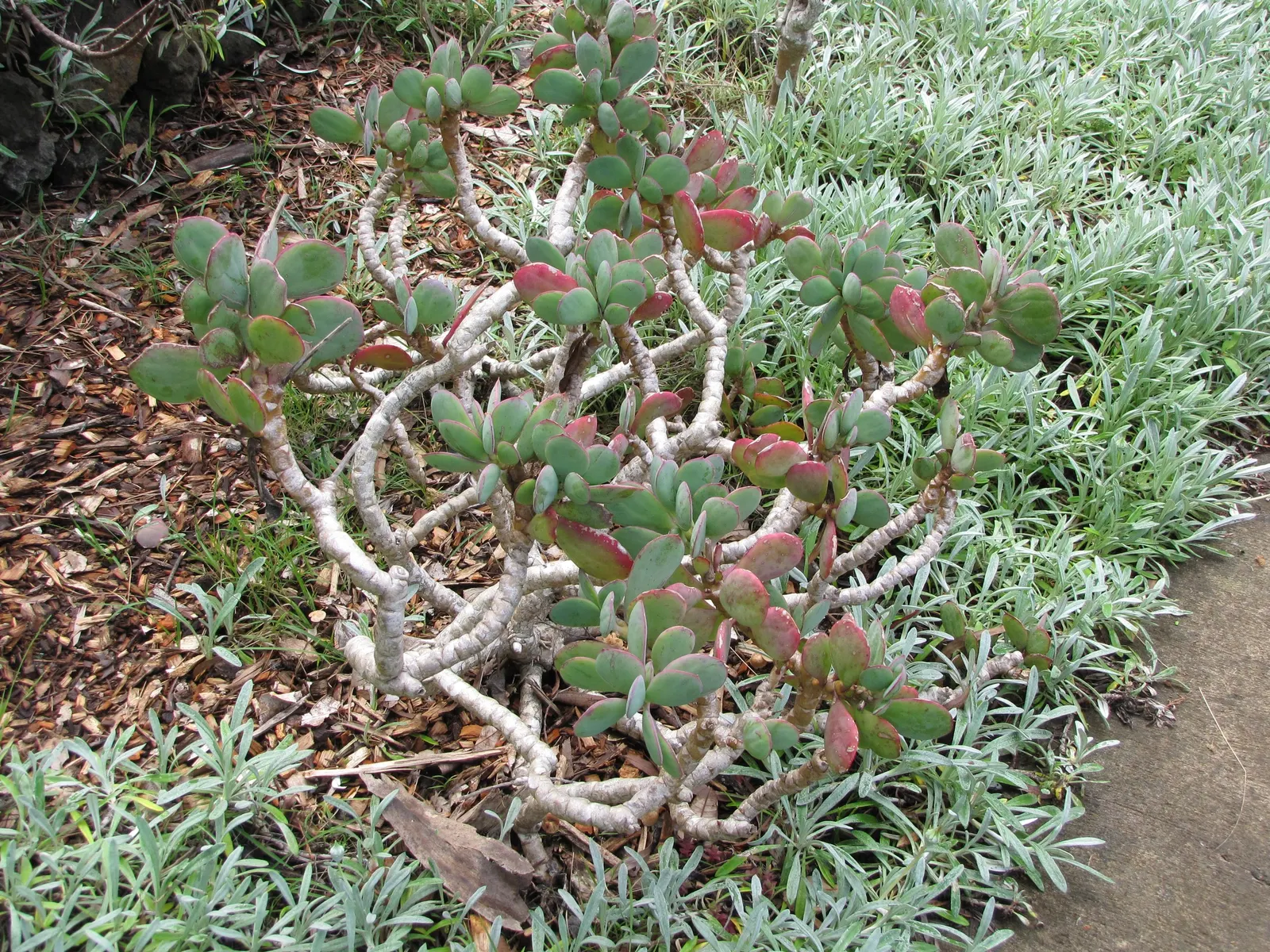 Vertical Leaf Senecio (Senecio Crassissimus) — offers a distinctive sculptural appeal to any landscape design
