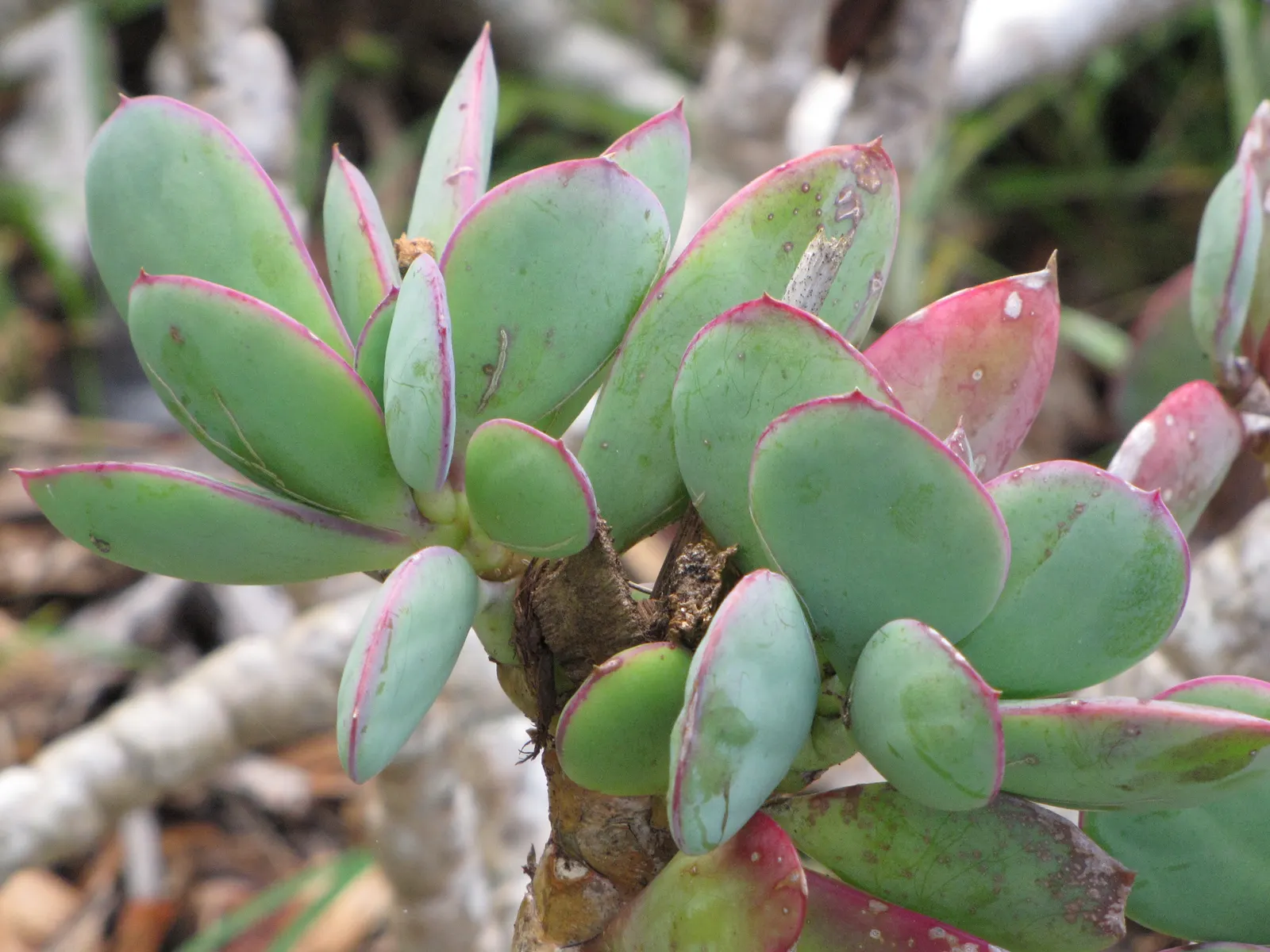 Vertical Leaf Senecio (Senecio Crassissimus) — with its strikingly upright