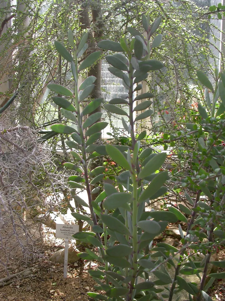 Vertical Leaf Senecio (Senecio Crassissimus) — but a light feeding of a balanced