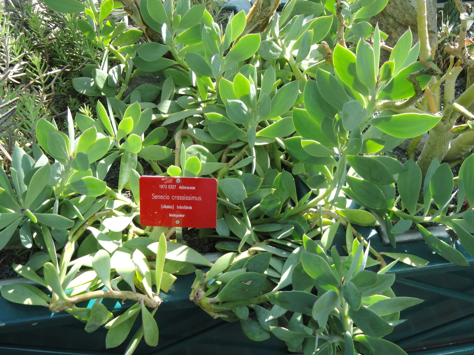 Vertical Leaf Senecio (Senecio Crassissimus) — It rarely requires fertilization