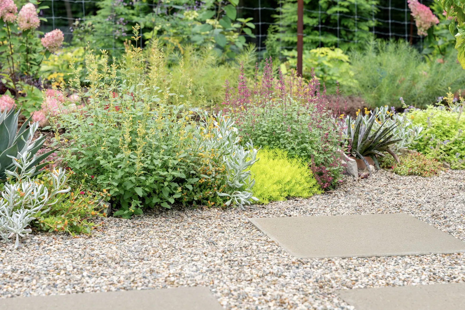 Gold hummingbird mint (Agastache) — Maestro ® Gold is a pollinator magnet and, true to its common name, hummingbirds find it irresistible