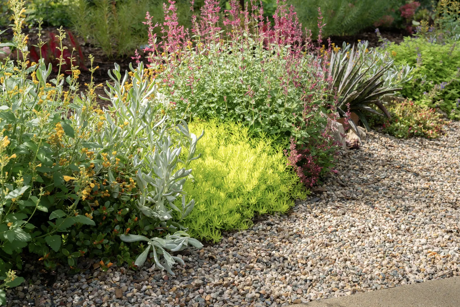 Gold hummingbird mint (Agastache) — low-maintenance hummingbird mint produces a profusion of golden yellow flower spikes for months