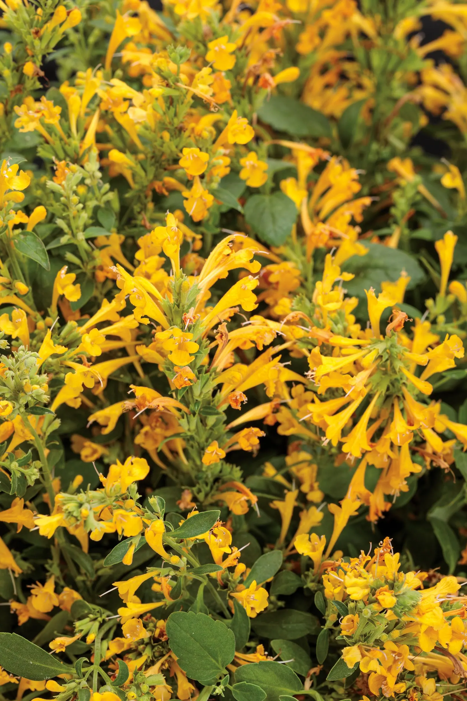 Gold hummingbird mint (Agastache) — yellow flowers in the garden