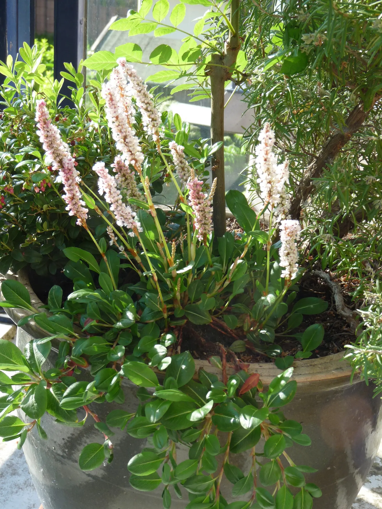 Knotweed (Persicaria Affinis 'Superba') — spreading groundcover that adds an eclectic charm to any garden scape; pink flowers that gradually deepen, image 92