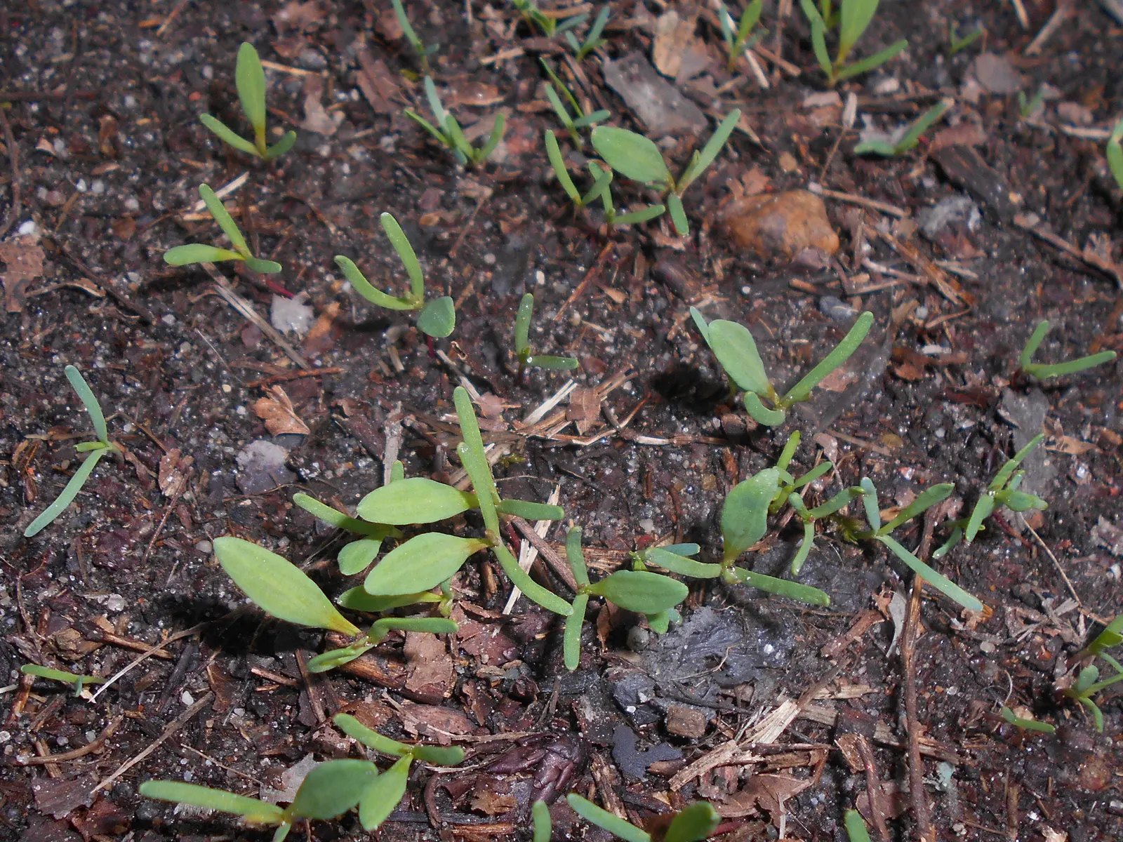 Knotweed (Persicaria Affinis 'Superba') — elliptical leaves turn bronzy-green in fall, image 46