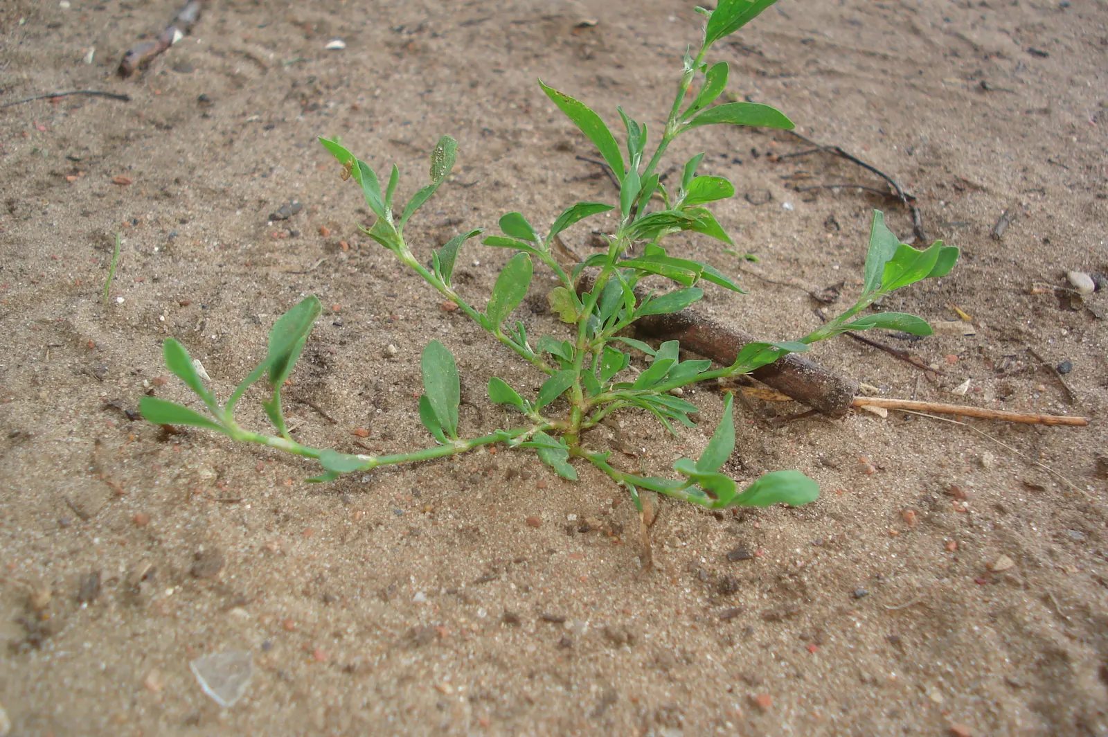 Knotweed (Persicaria Affinis 'Superba') — elliptical leaves turn bronzy-green in fall, image 25