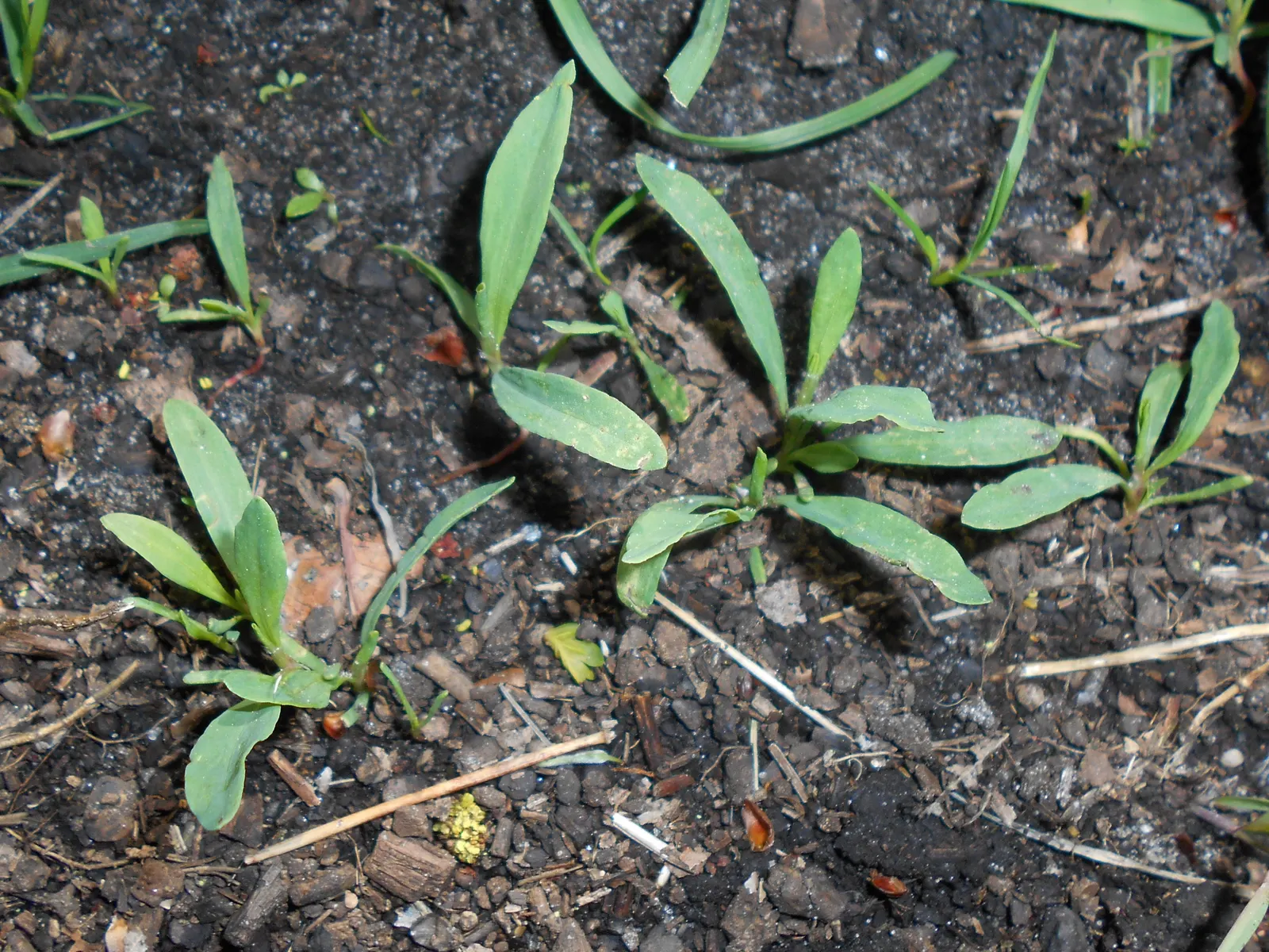 Knotweed (Persicaria Affinis 'Superba') — spreading groundcover that adds an eclectic charm to any garden scape