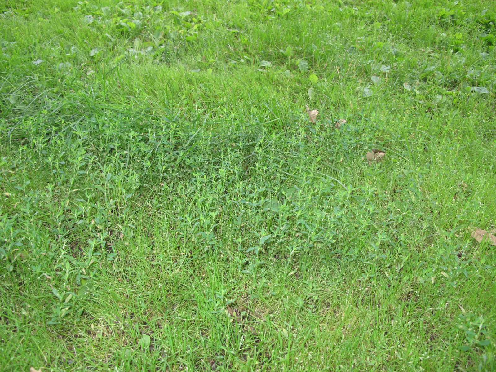 Knotweed (Persicaria Affinis 'Superba') — ground cover / perennial with pink and red blooms