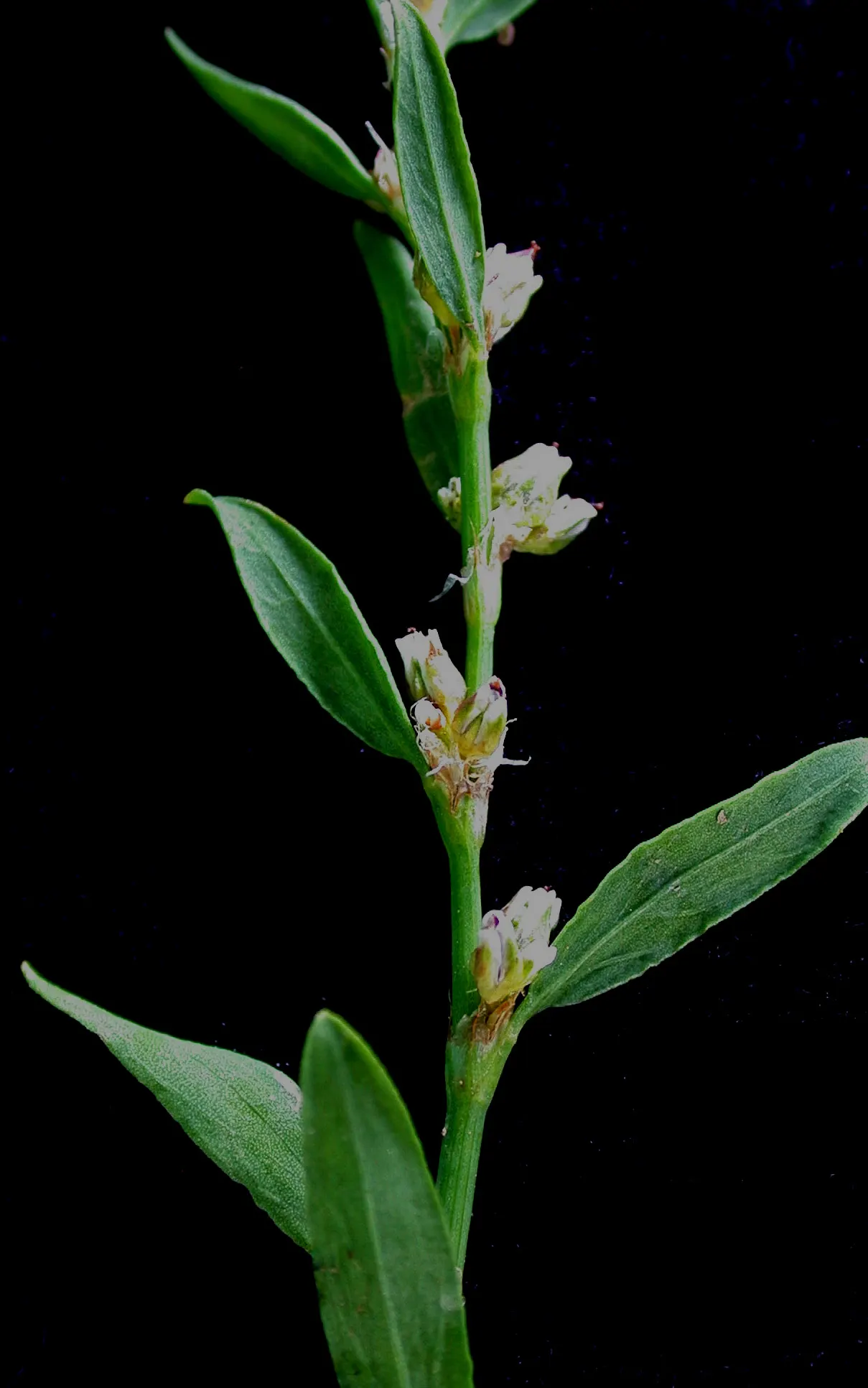 Knotweed (Persicaria Affinis 'Superba') — One of the key features of the Knotweed is its dense clusters of tiny; elliptical leaves turn, image 73