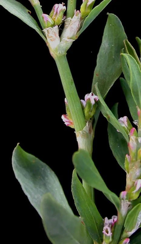 Knotweed (Persicaria Affinis 'Superba') — consider using it for borders; elliptical leaves turn bronzy-green in fall, image 100