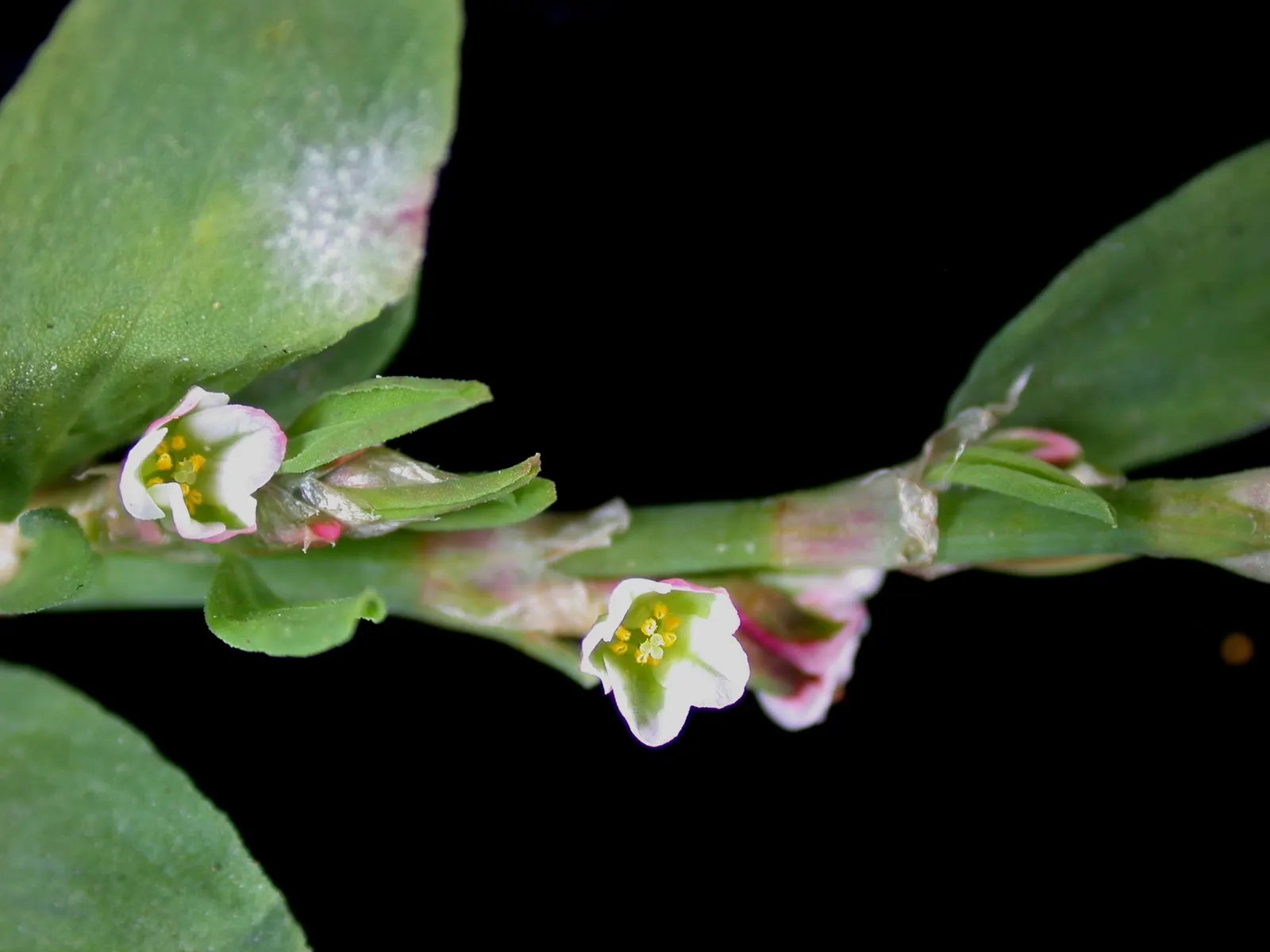 Knotweed (Persicaria Affinis 'Superba') — This low-maintenance ground cover thrives in Zones 4-9