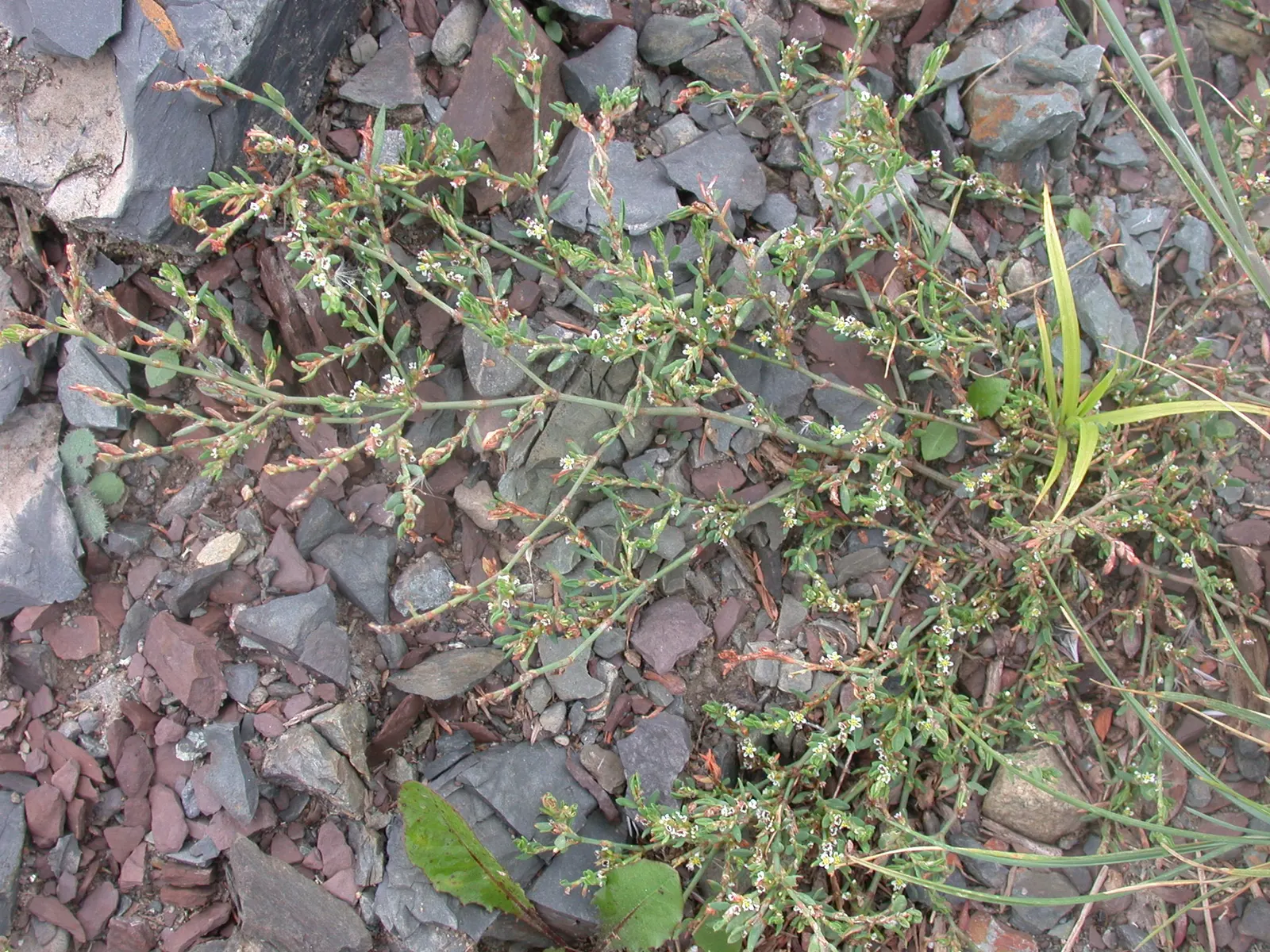Knotweed (Persicaria Affinis 'Superba') — preferring full sun to partial shade and moist