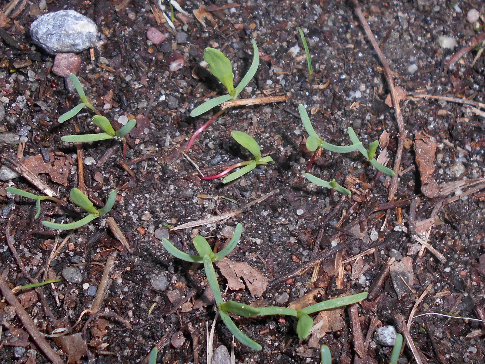 Knotweed (Persicaria Affinis 'Superba') — ground cover / perennial with pink and red blooms; pink flowers that gradually deepen to a rich crimson, image 62
