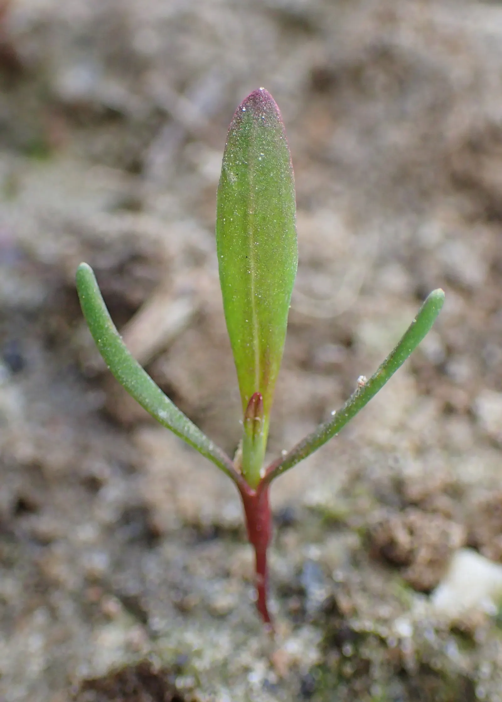 Knotweed (Persicaria Affinis 'Superba') — making it versatile across many climates; it is a delightful choice for gardeners looking for a, image 72