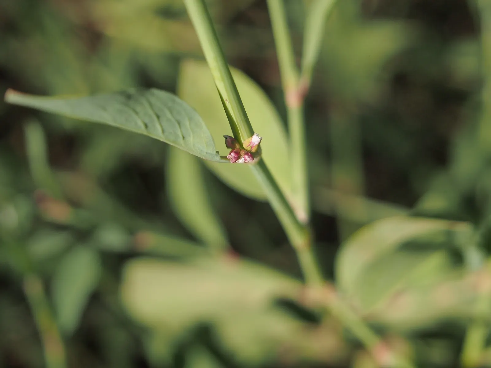 Knotweed (Persicaria Affinis 'Superba') — Persicaria affinis 'Superba', also known as knotweed, is a robust, mat-forming perennial; elliptical leaves turn