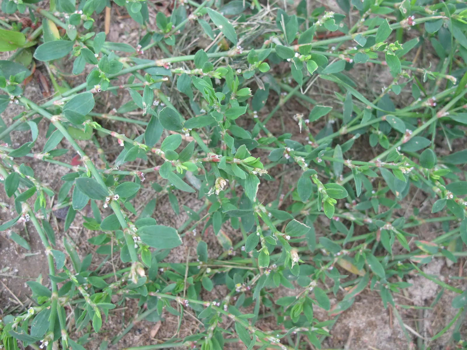 Knotweed (Persicaria Affinis 'Superba') — or as a stabilizing force on sloped terrains; pink flowers that gradually deepen to a rich crimson as, image 101