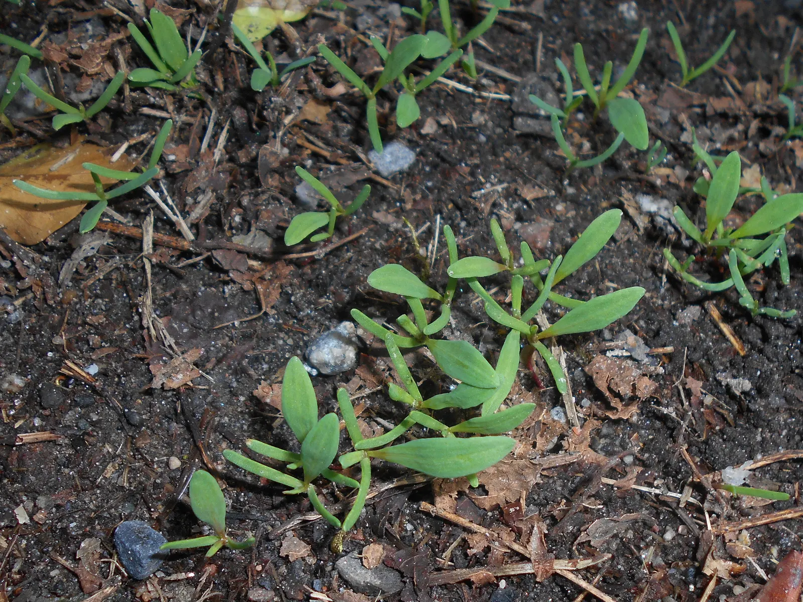 Knotweed (Persicaria Affinis 'Superba') — It features dense spikes of tiny pink flowers that deepen to red, blooming from mid-summer to fall; pink flowers that