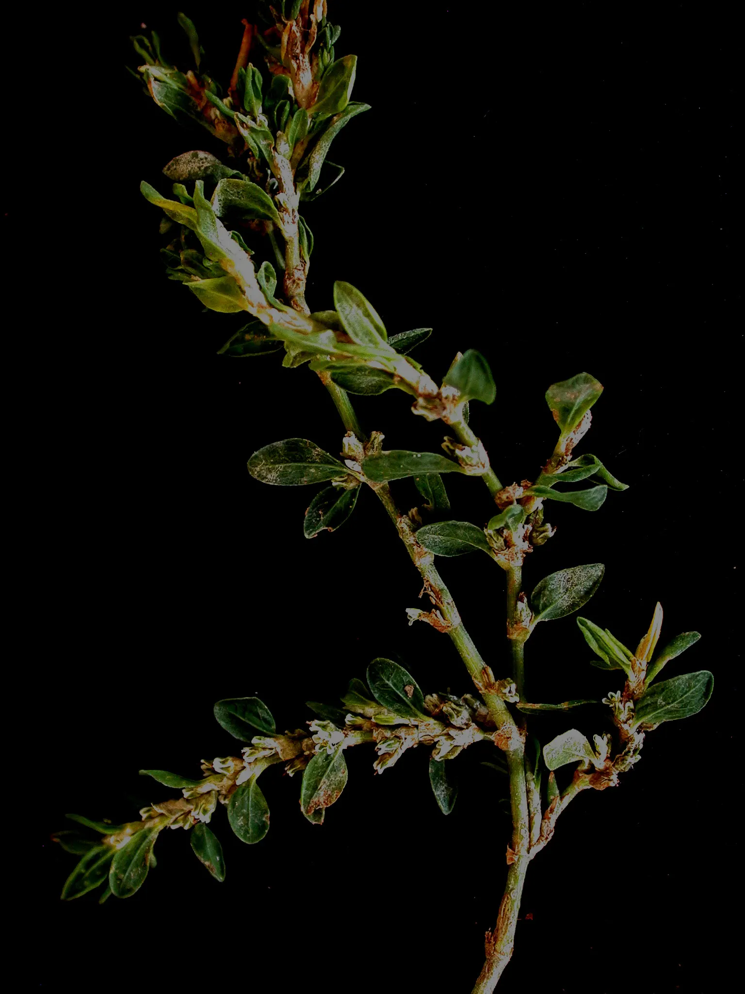 Knotweed (Persicaria Affinis 'Superba') — These blossoms are perched atop short stalks that rise modestly above the foliage; it is a delightful, image 54