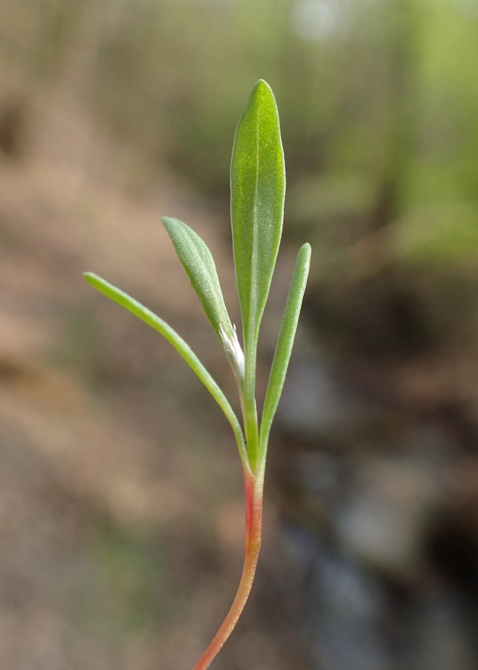 Knotweed (Persicaria Affinis 'Superba') — This low-maintenance ground cover thrives in Zones 4-9; pink flowers that gradually deepen to a rich, image 89