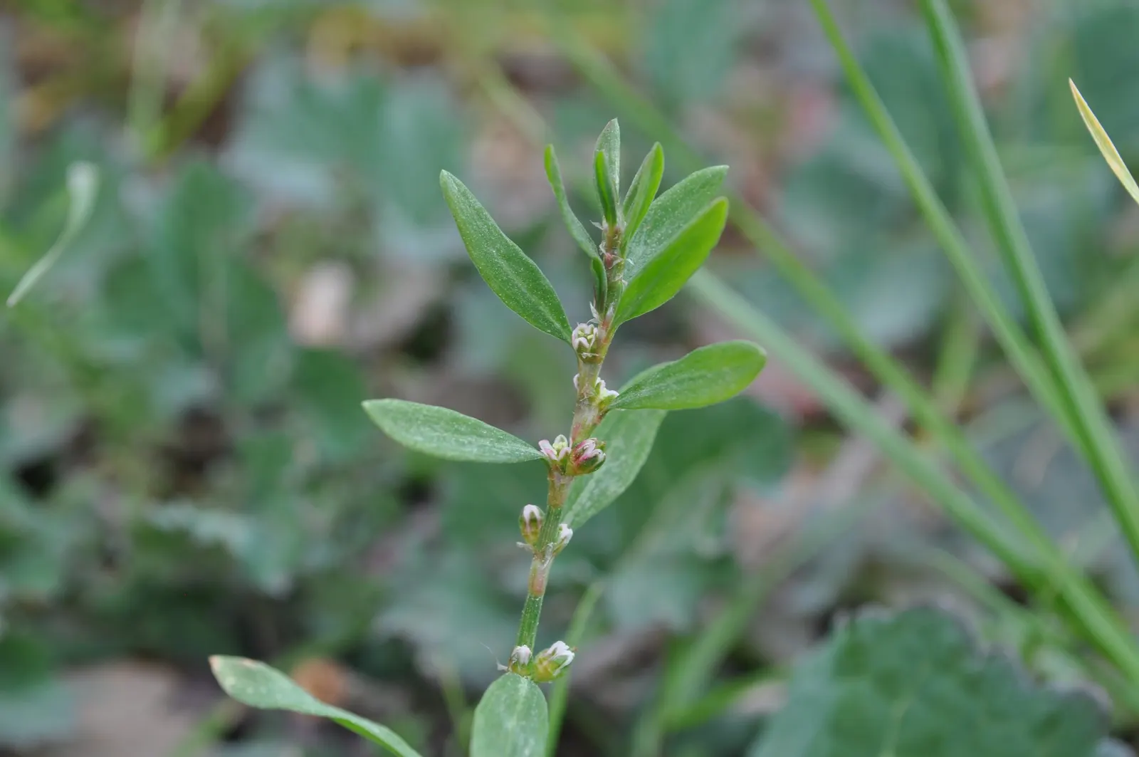 Knotweed (Persicaria Affinis 'Superba') — It features dense spikes of tiny pink flowers that deepen to red, blooming from mid-summer to fall; pink, image 65