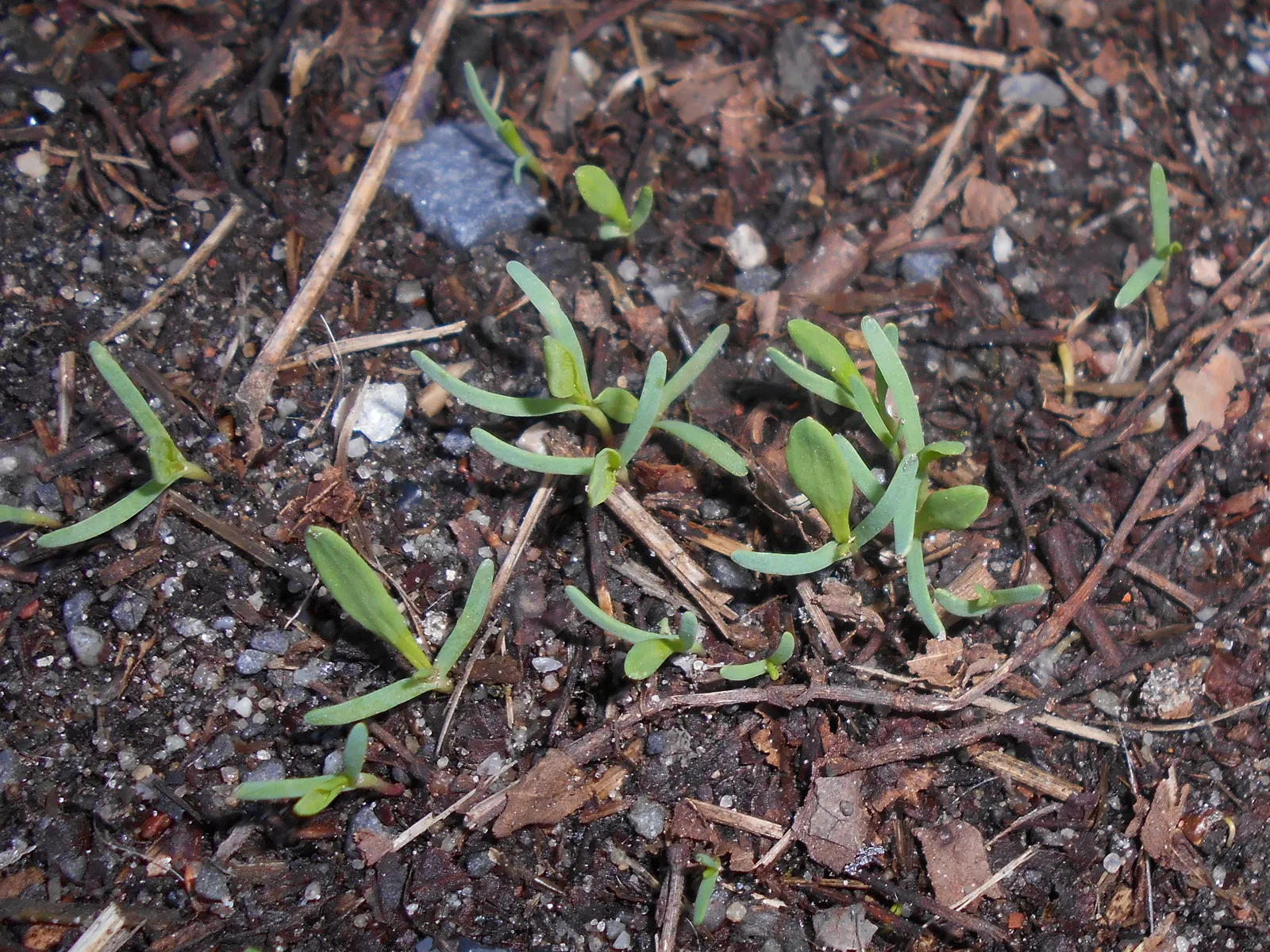 Knotweed (Persicaria Affinis 'Superba') — or as a stabilizing force on sloped terrains; pink flowers that gradually deepen to a rich crimson as summer