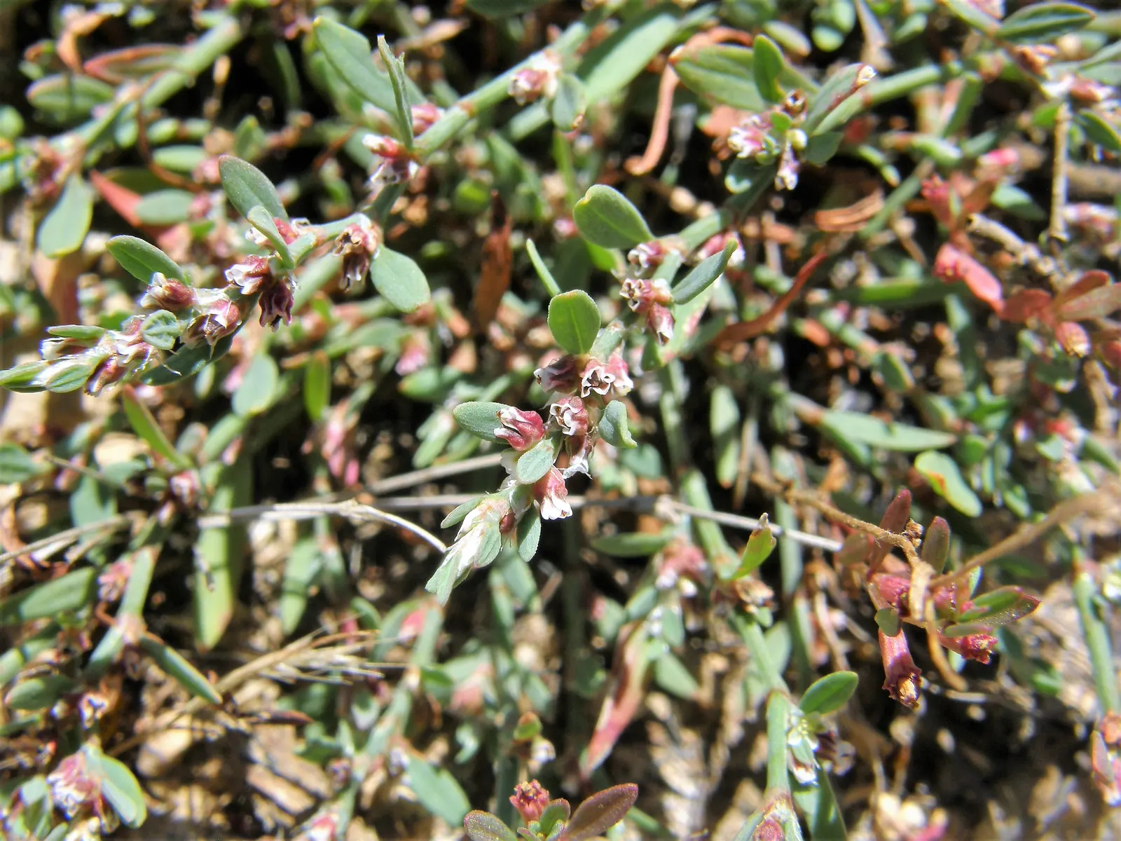 Knotweed (Persicaria Affinis 'Superba') — It is a delightful choice for gardeners looking for a groundcover that offers both beauty and practicality