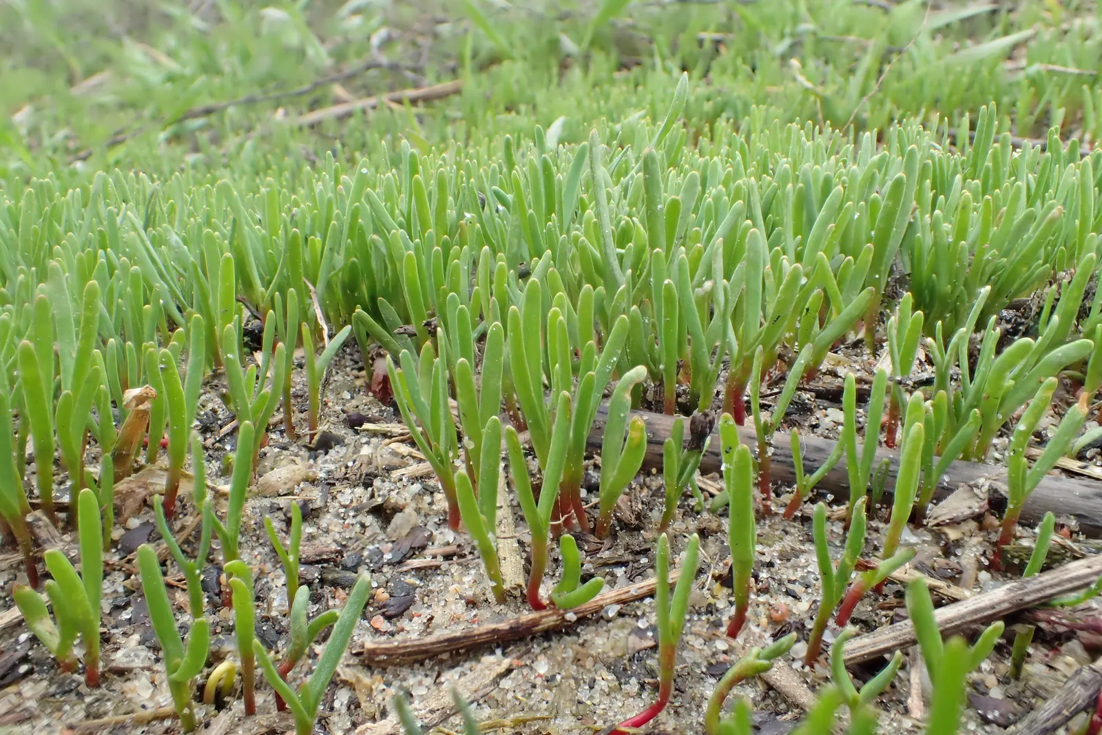 Knotweed (Persicaria Affinis 'Superba') — Persicaria affinis 'Superba', also known as knotweed, is a robust, mat-forming perennial; elliptical, image 85