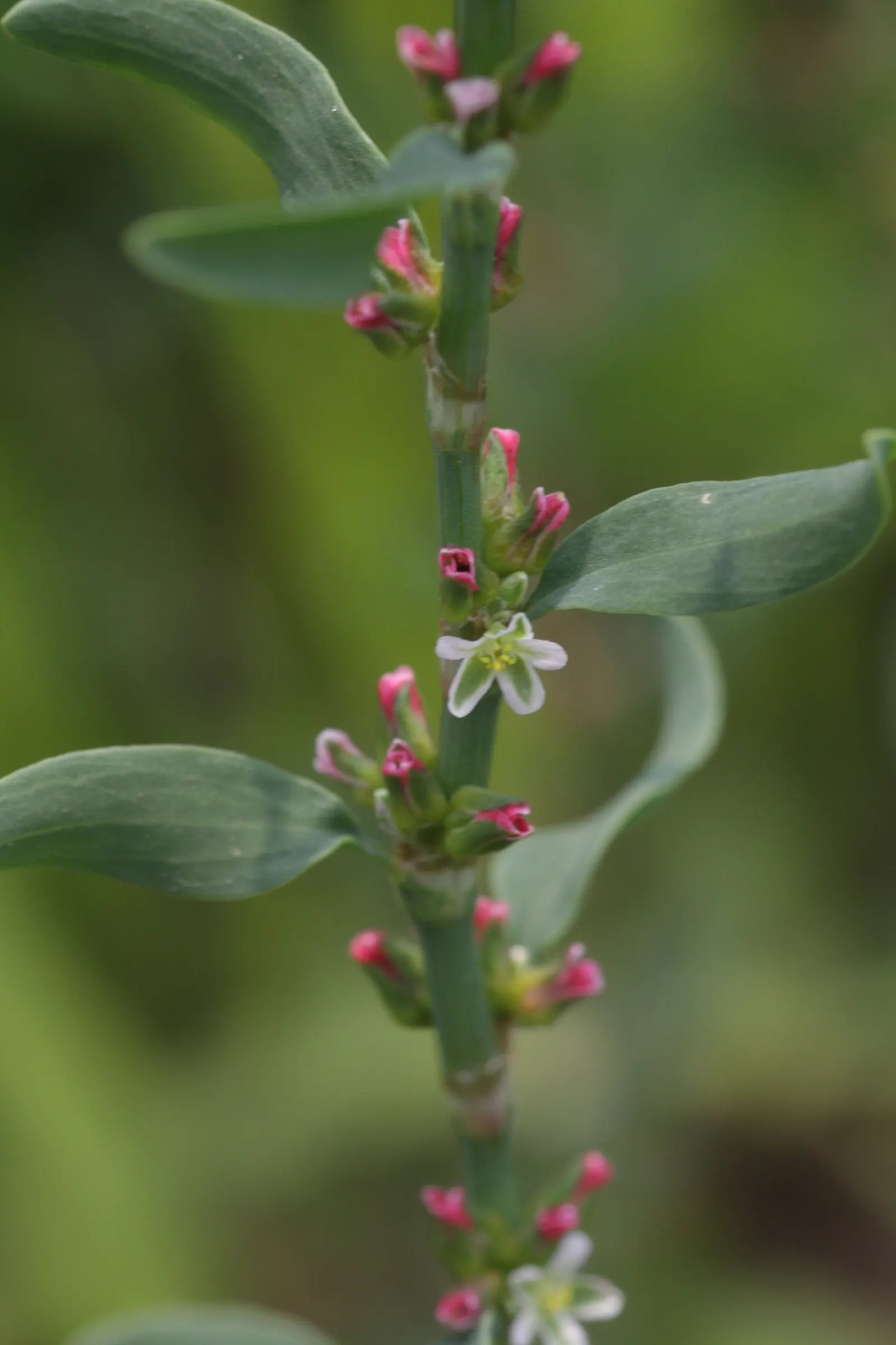 Knotweed (Persicaria Affinis 'Superba') — preferring full sun to partial shade and moist; it is a delightful choice for gardeners looking for a, image 111