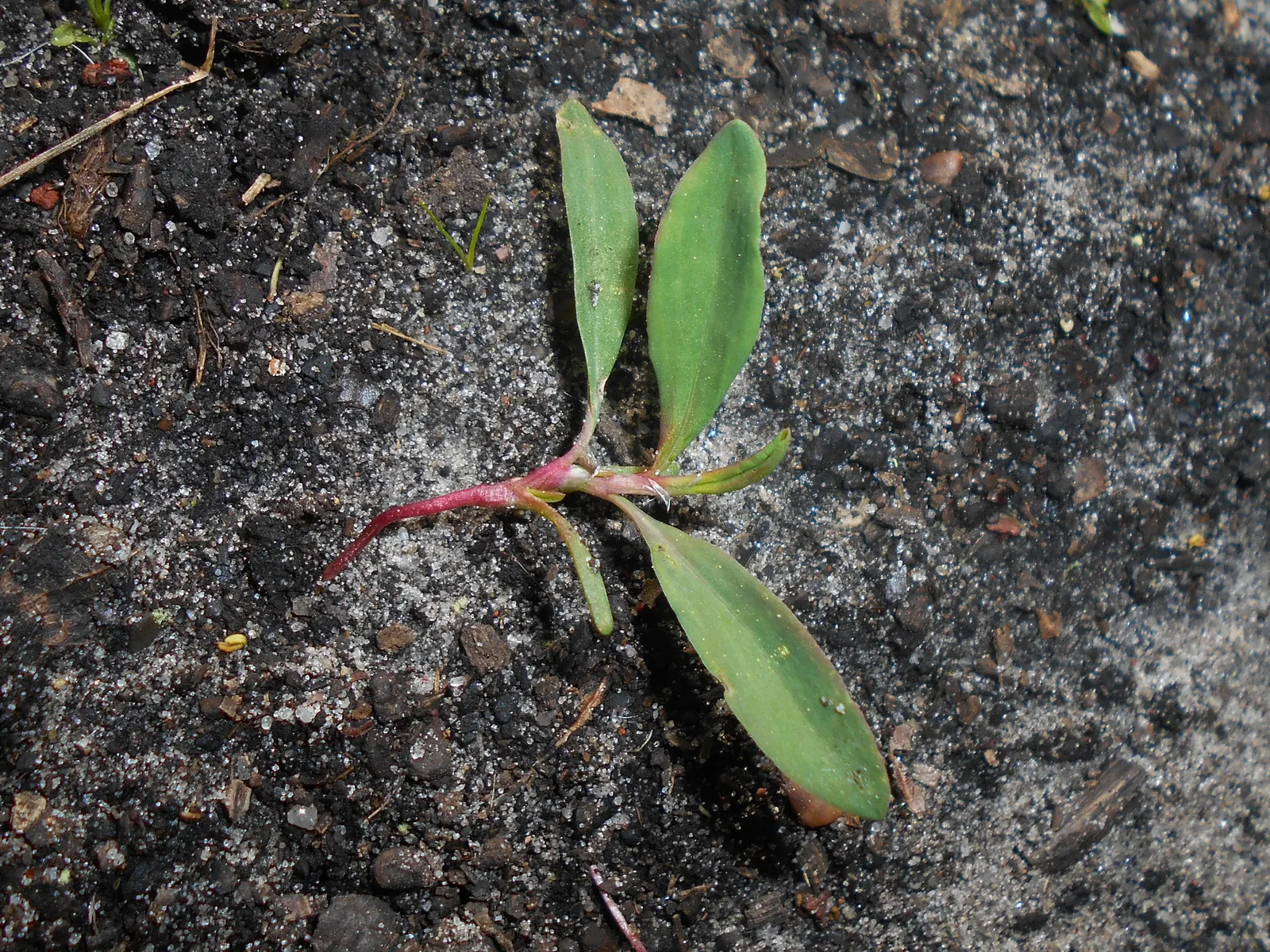 Knotweed (Persicaria Affinis 'Superba') — spreading groundcover that adds an eclectic charm to any garden scape; pink flowers that gradually deepen, image 71