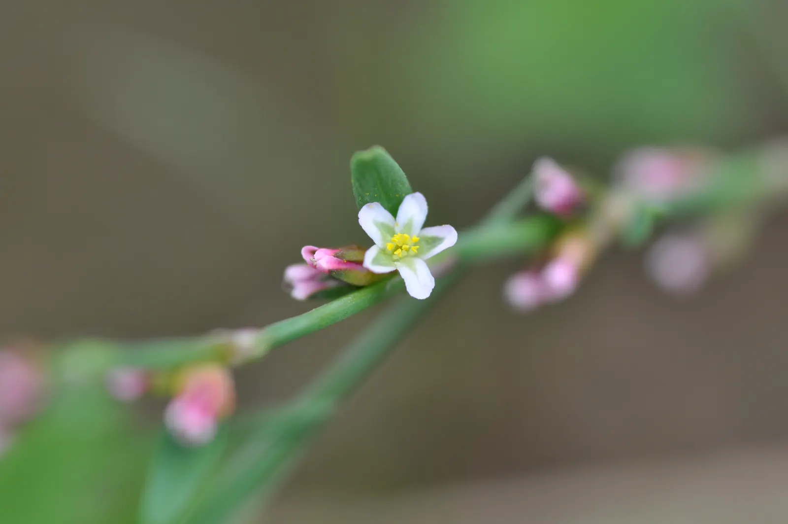 Knotweed (Persicaria Affinis 'Superba') — One of the key features of the Knotweed is its dense clusters of tiny
